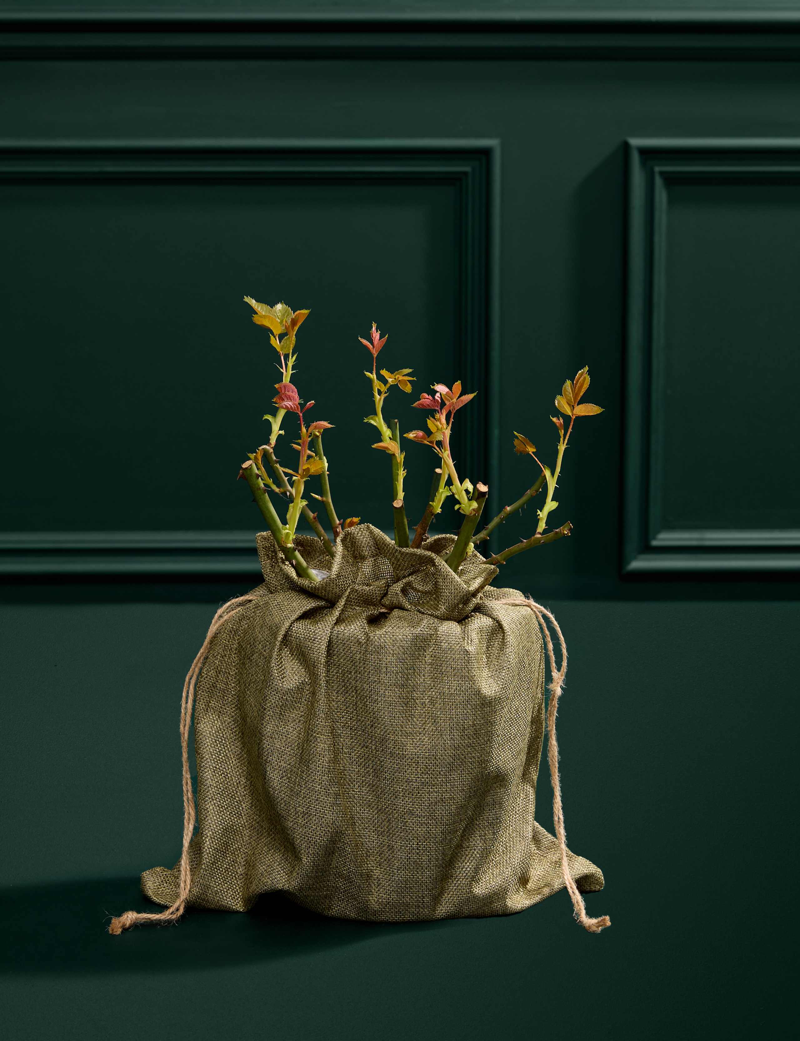 Pink Rose Plant 5 of 7