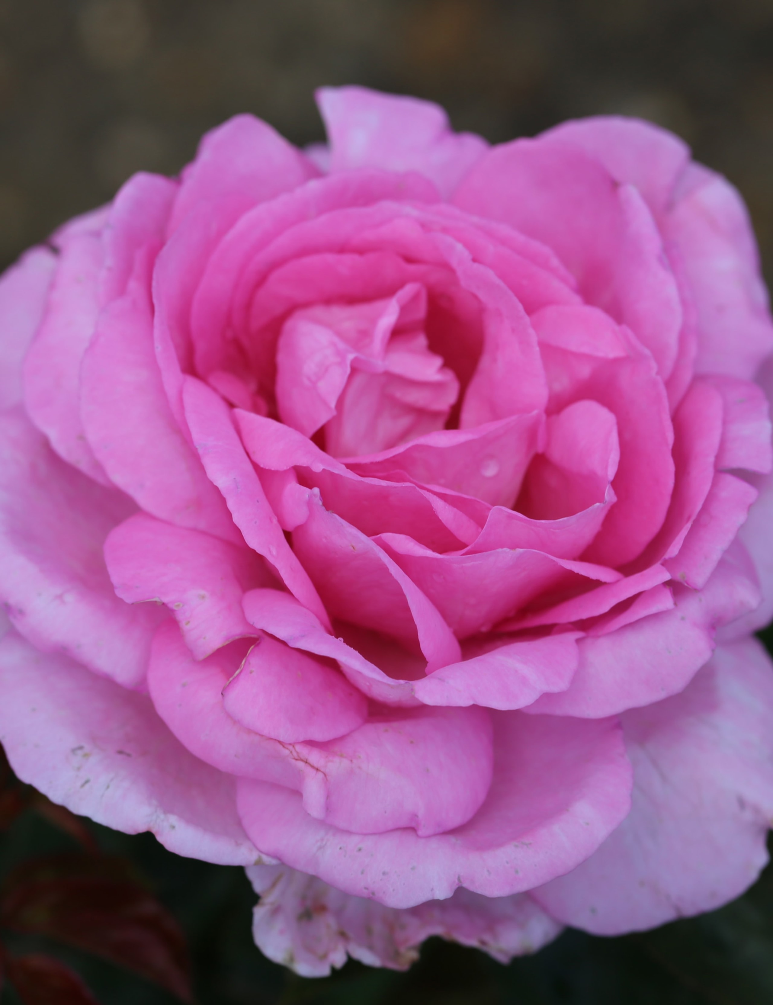 Pink Rose Plant 2 of 7