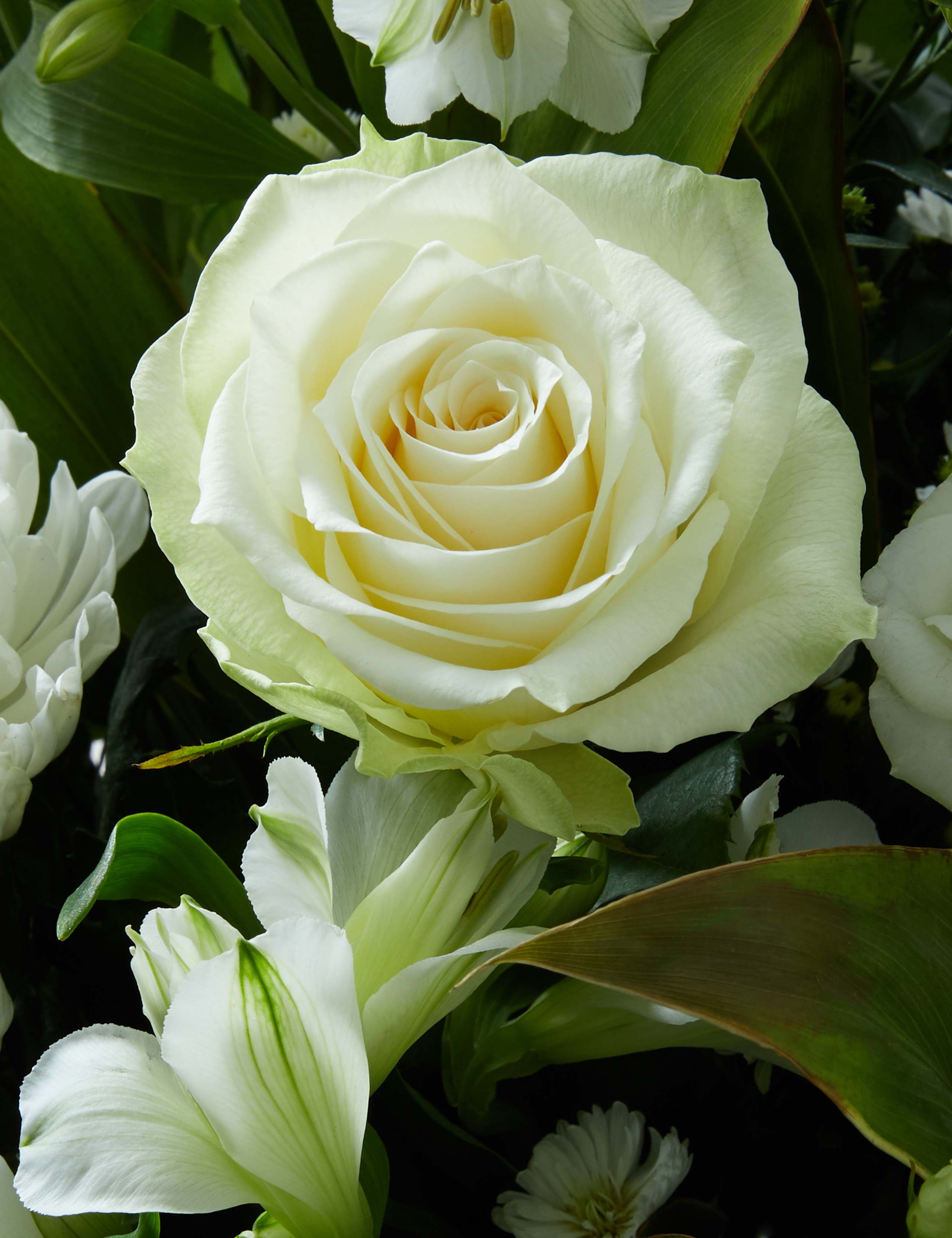 Serene Bouquet 4 of 7