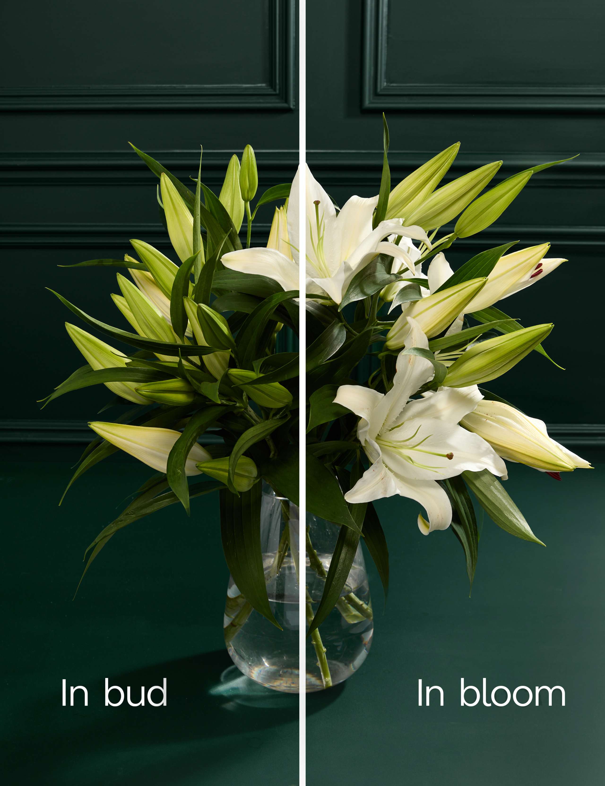 White Oriental Lily Abundance Bouquet 4 of 6