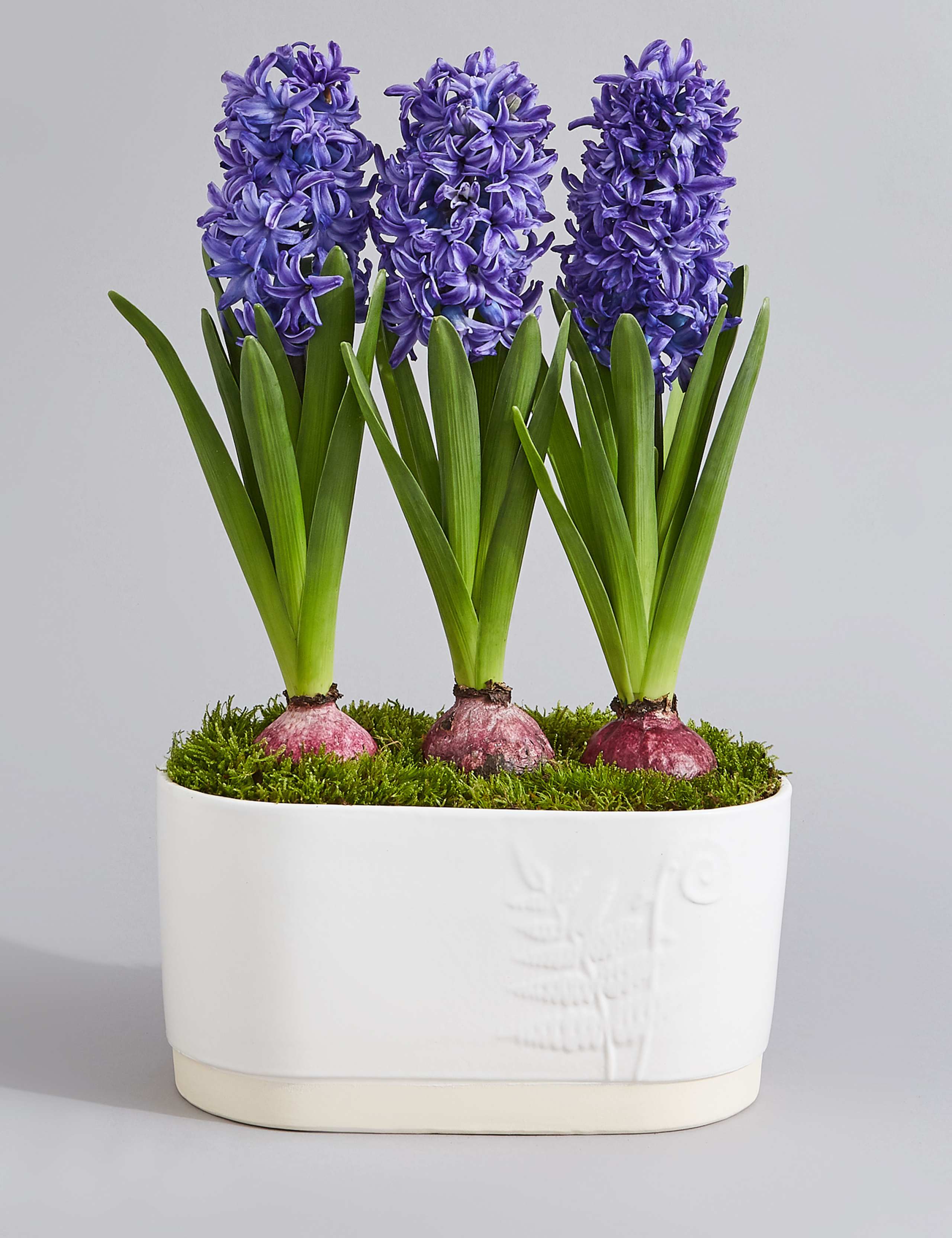 Hyacinth Trough 1 of 7