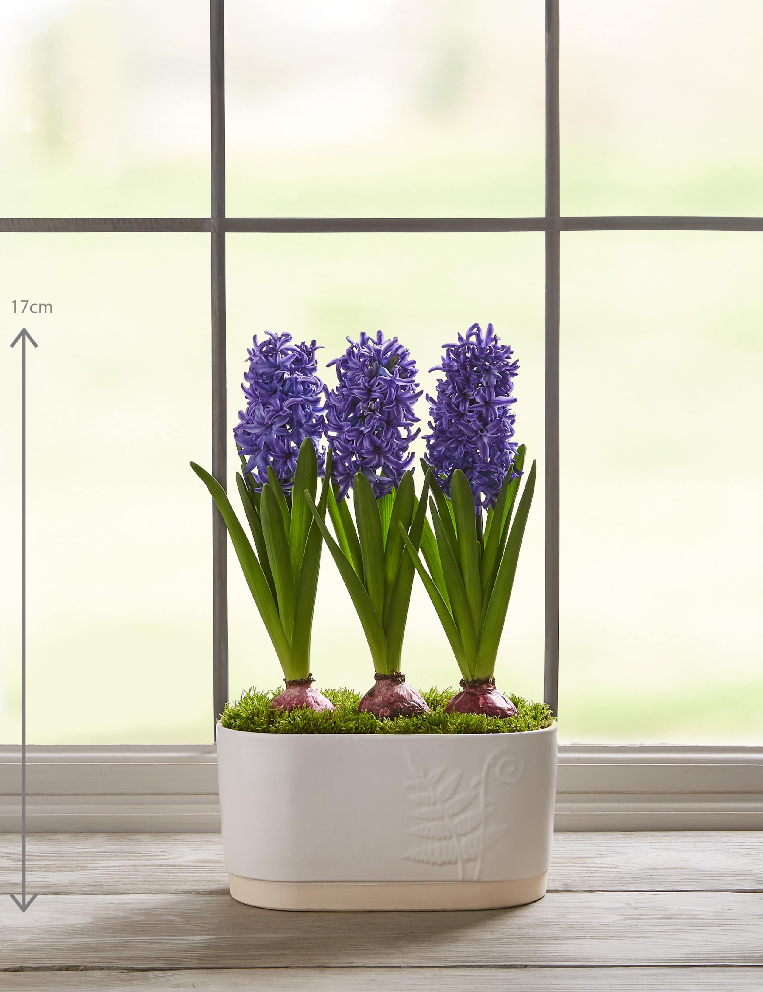 Hyacinth Trough 3 of 7