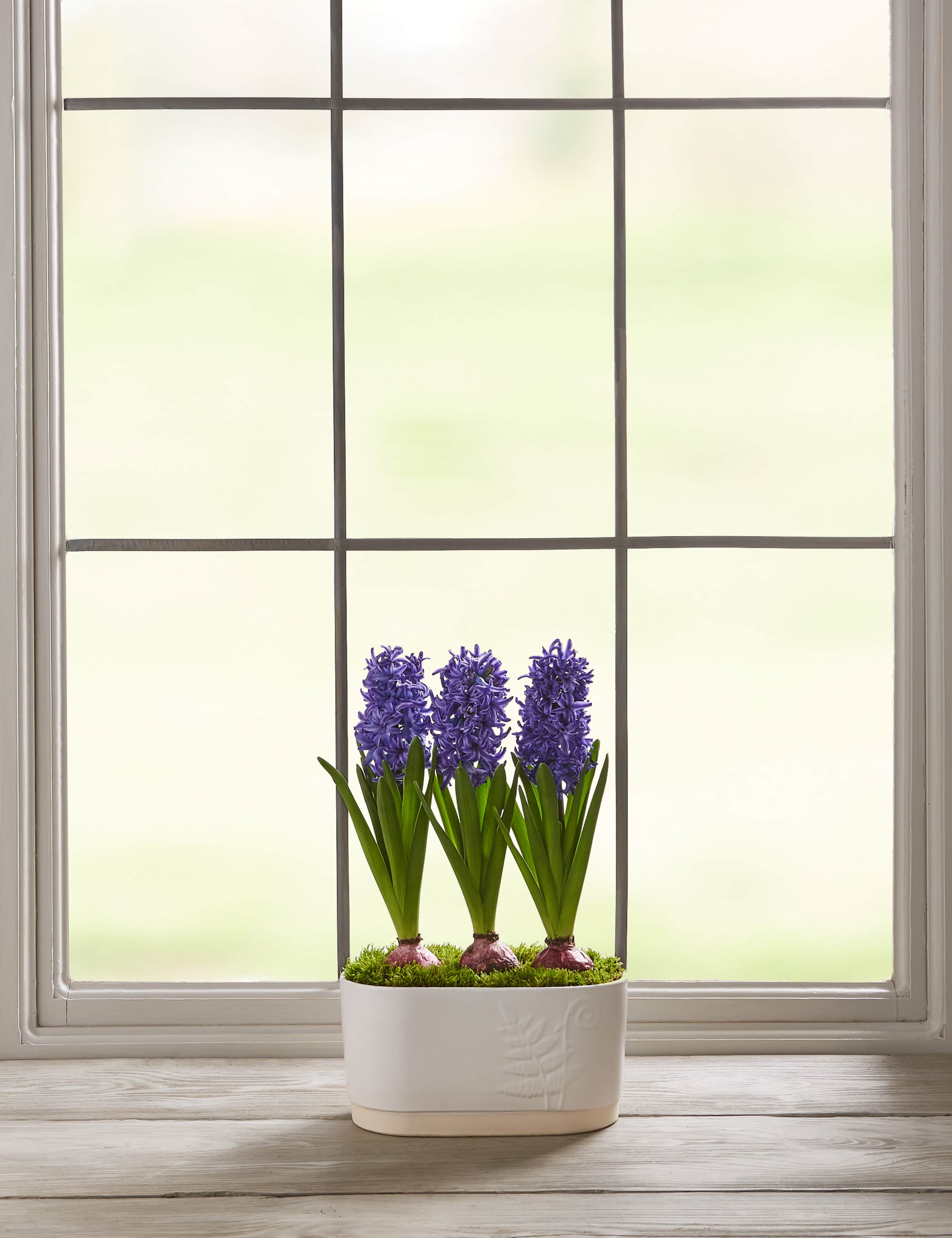 Hyacinth Trough 4 of 7