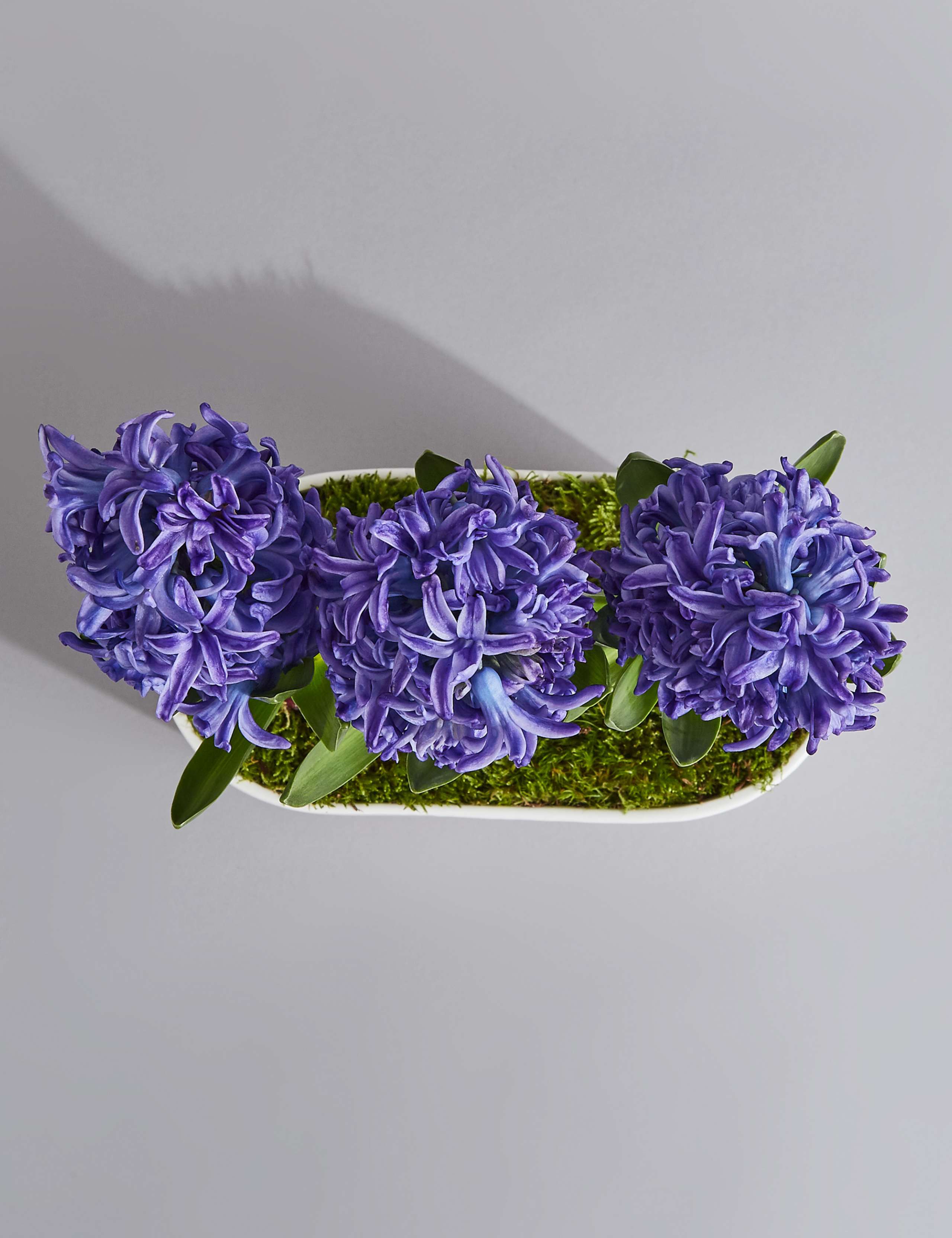 Hyacinth Trough 5 of 7