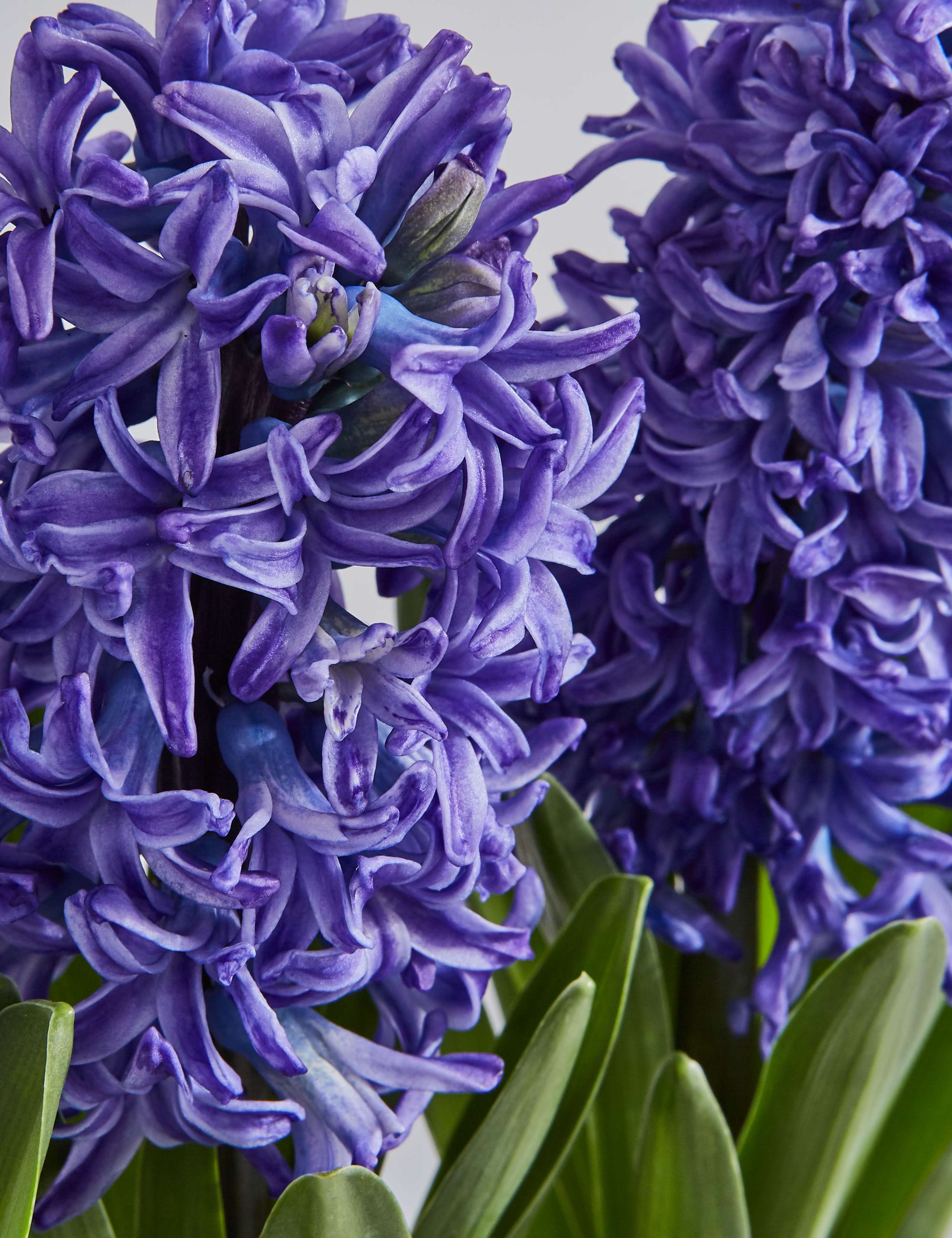 Hyacinth Trough 6 of 7
