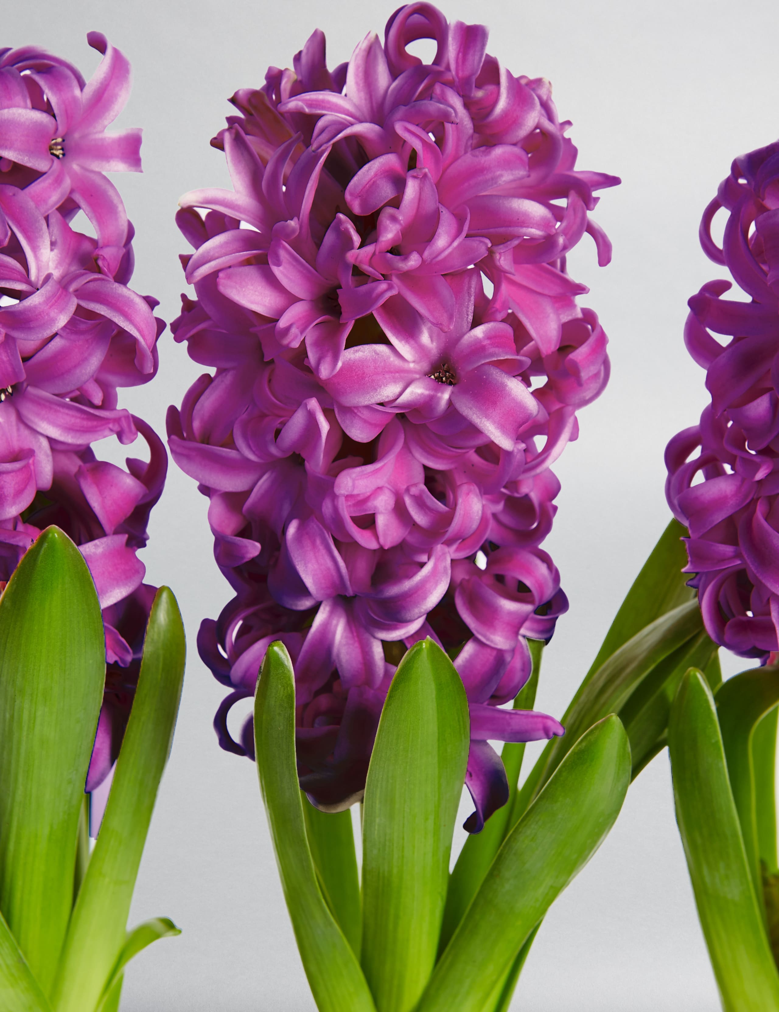 Hyacinth Trough 7 of 7