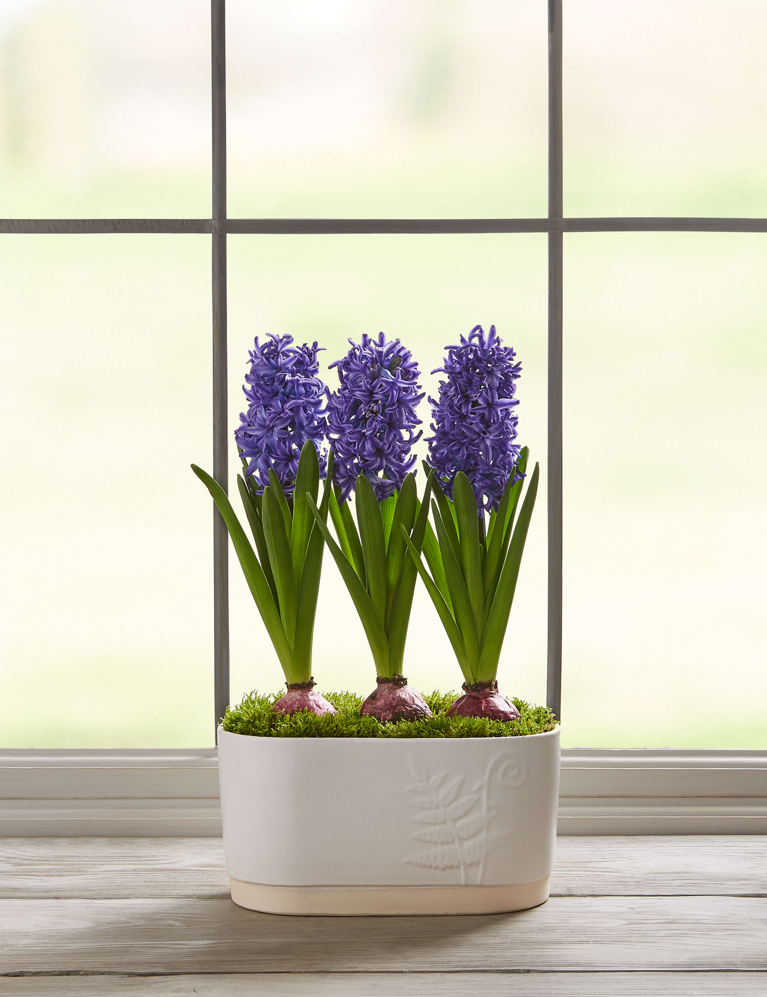 Hyacinth Trough 2 of 7