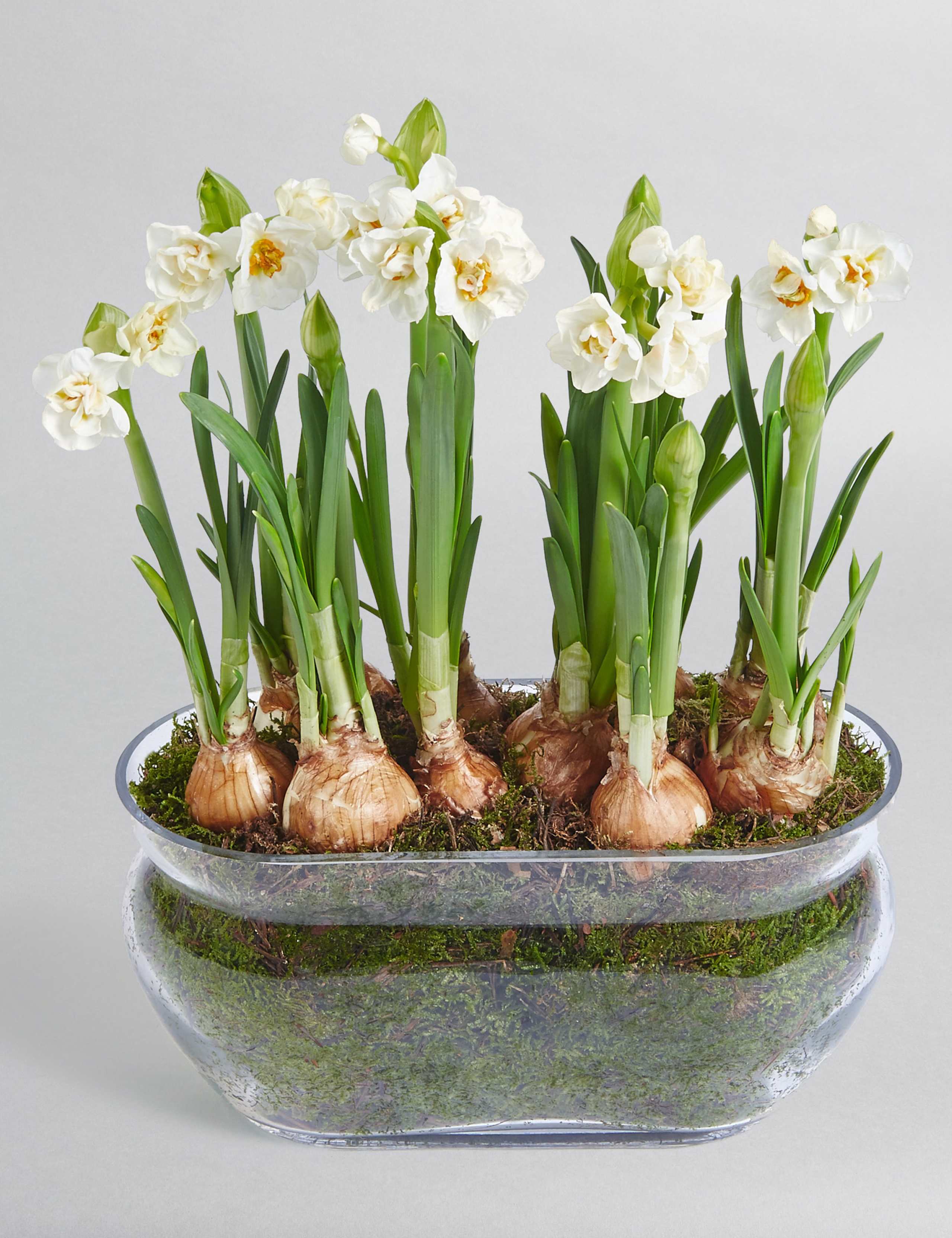 Narcissi Glass Trough 1 of 7