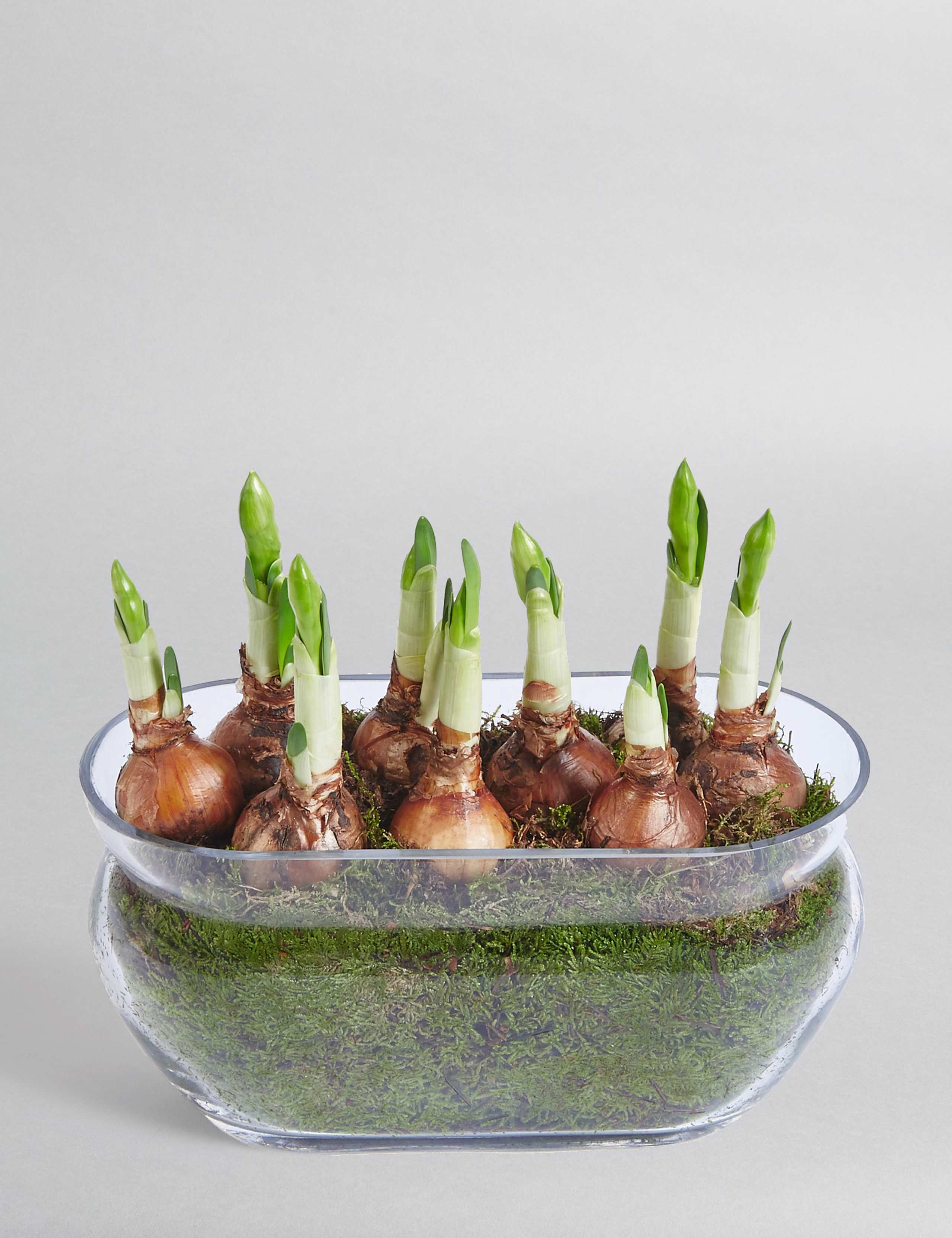 Narcissi Glass Trough 4 of 7