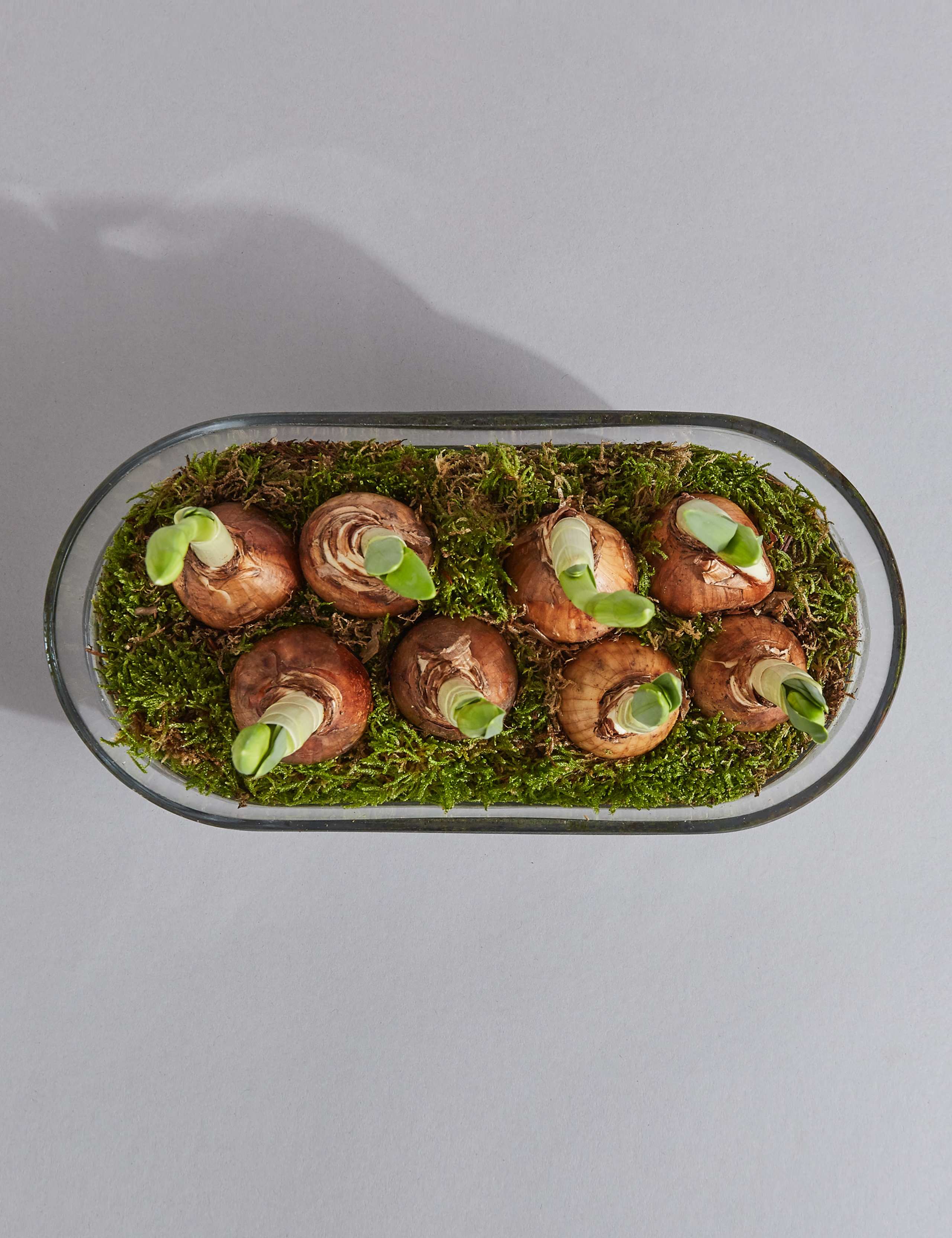 Narcissi Glass Trough 5 of 7