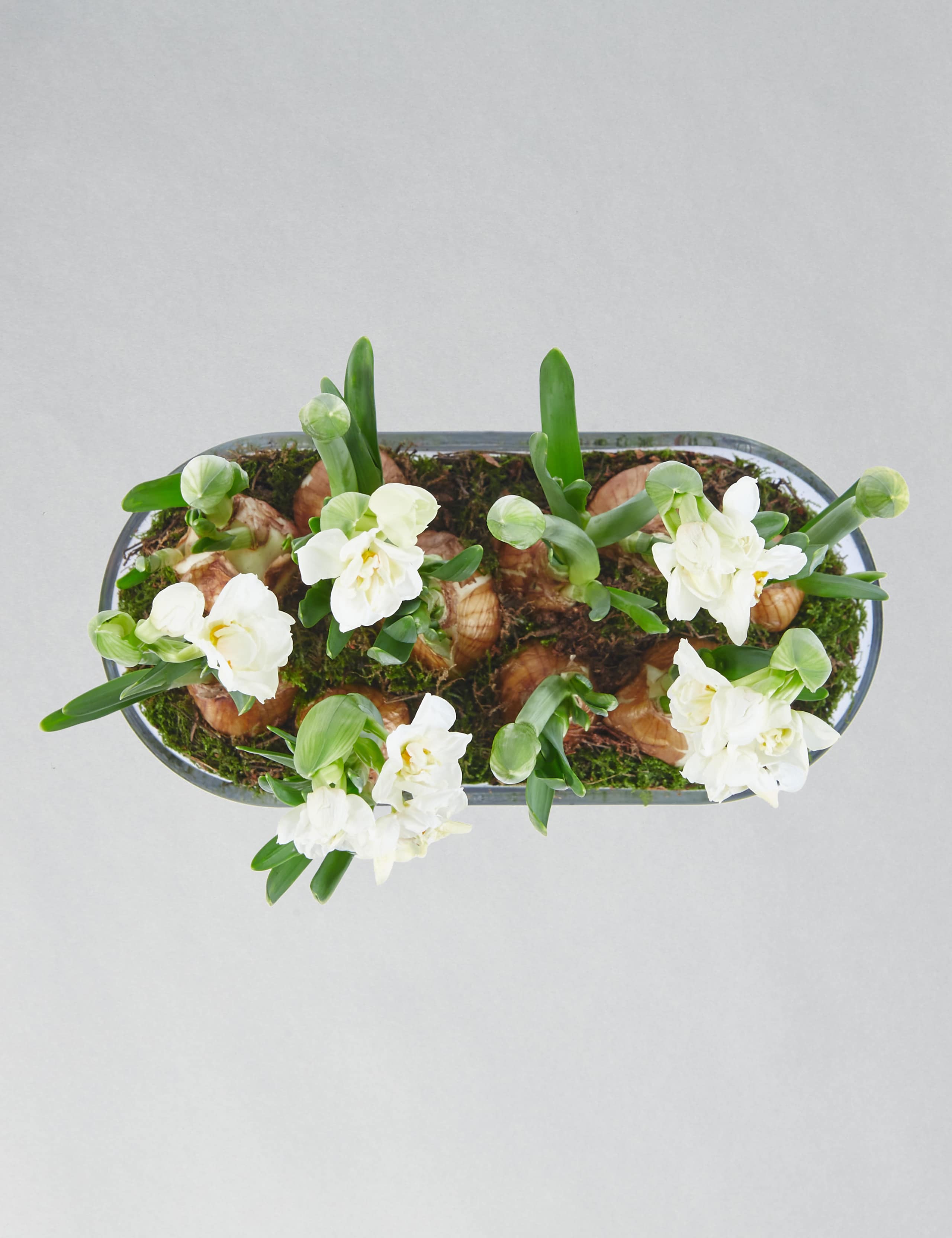 Narcissi Glass Trough 6 of 7