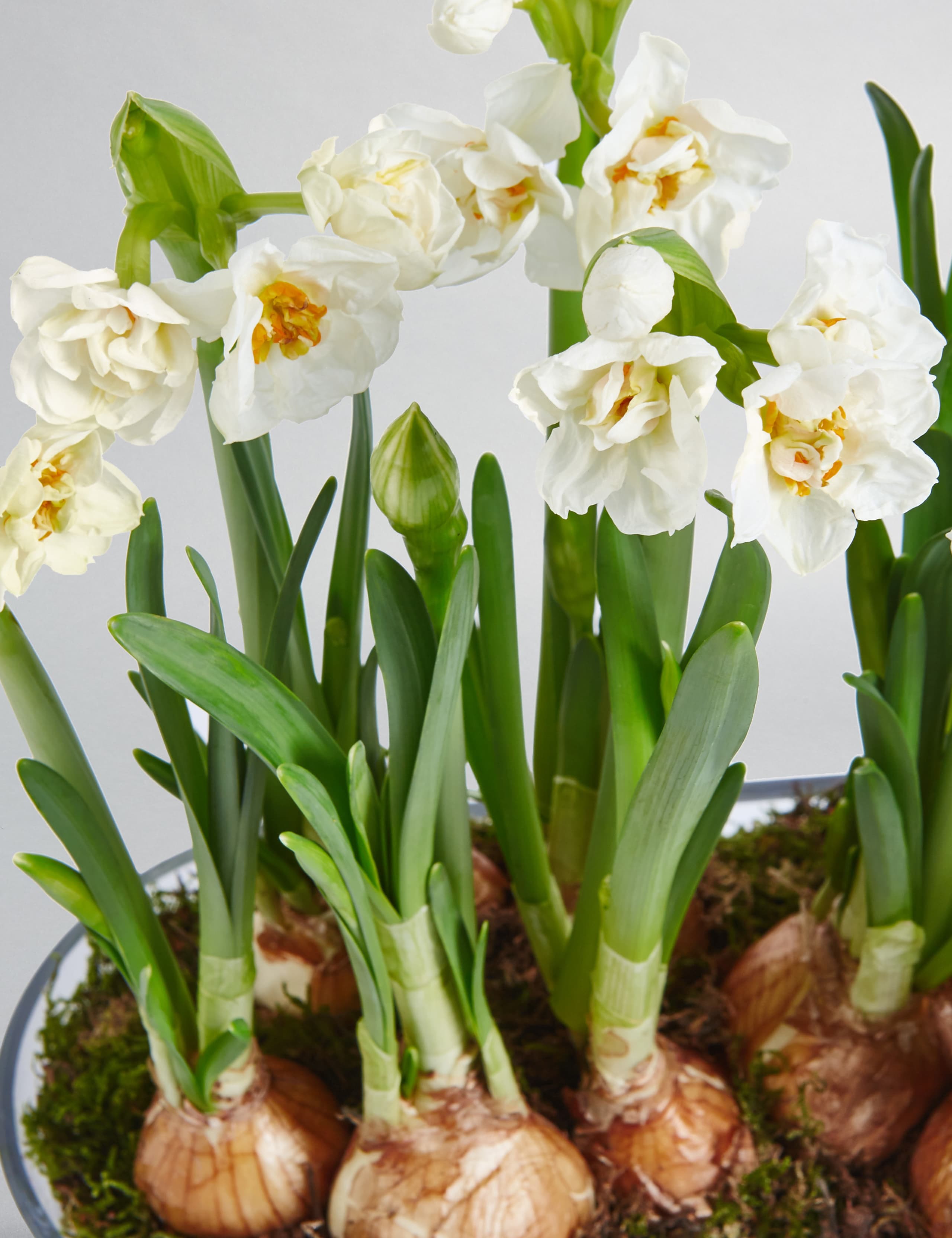 Narcissi Glass Trough 7 of 7