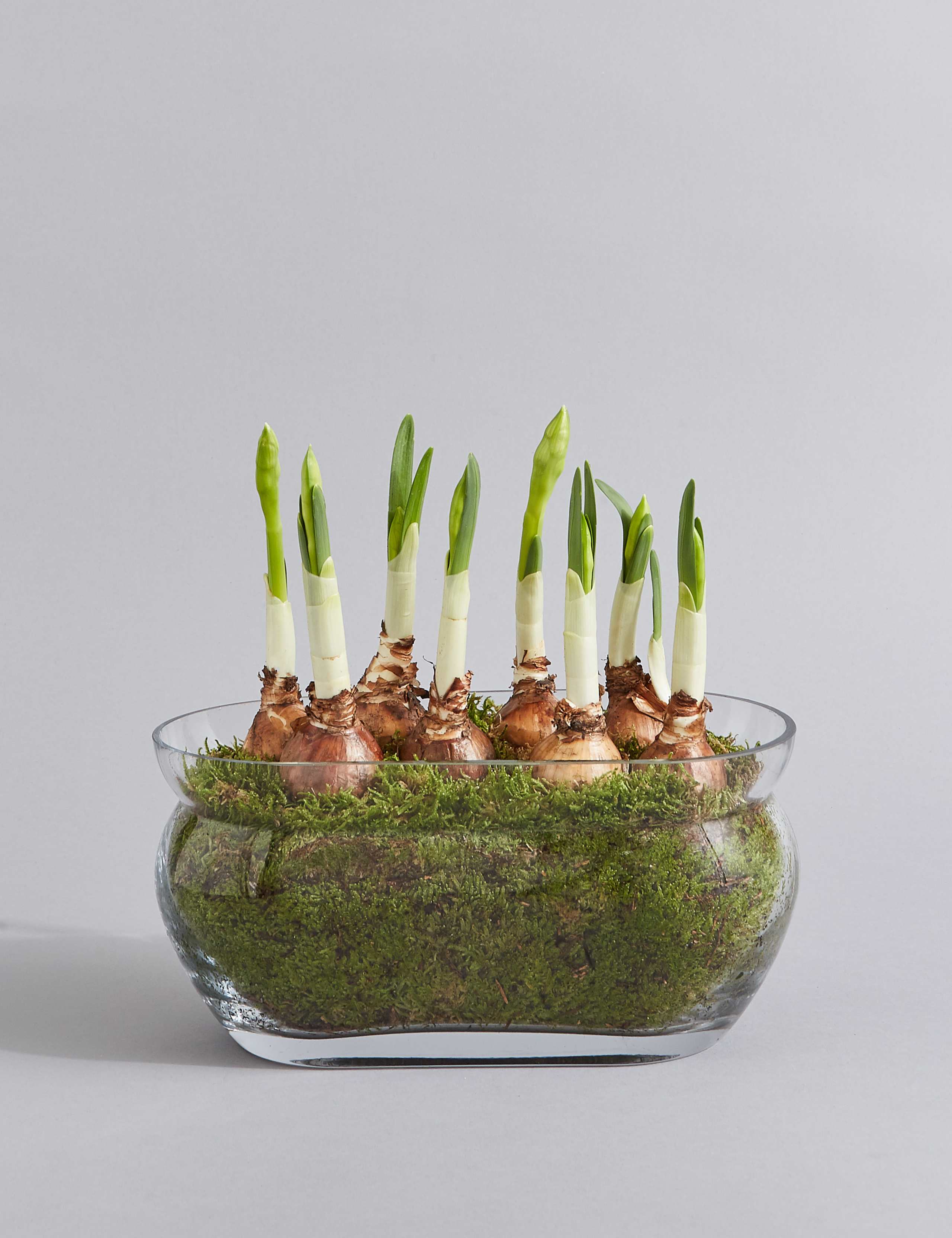 Narcissi Glass Trough 2 of 7