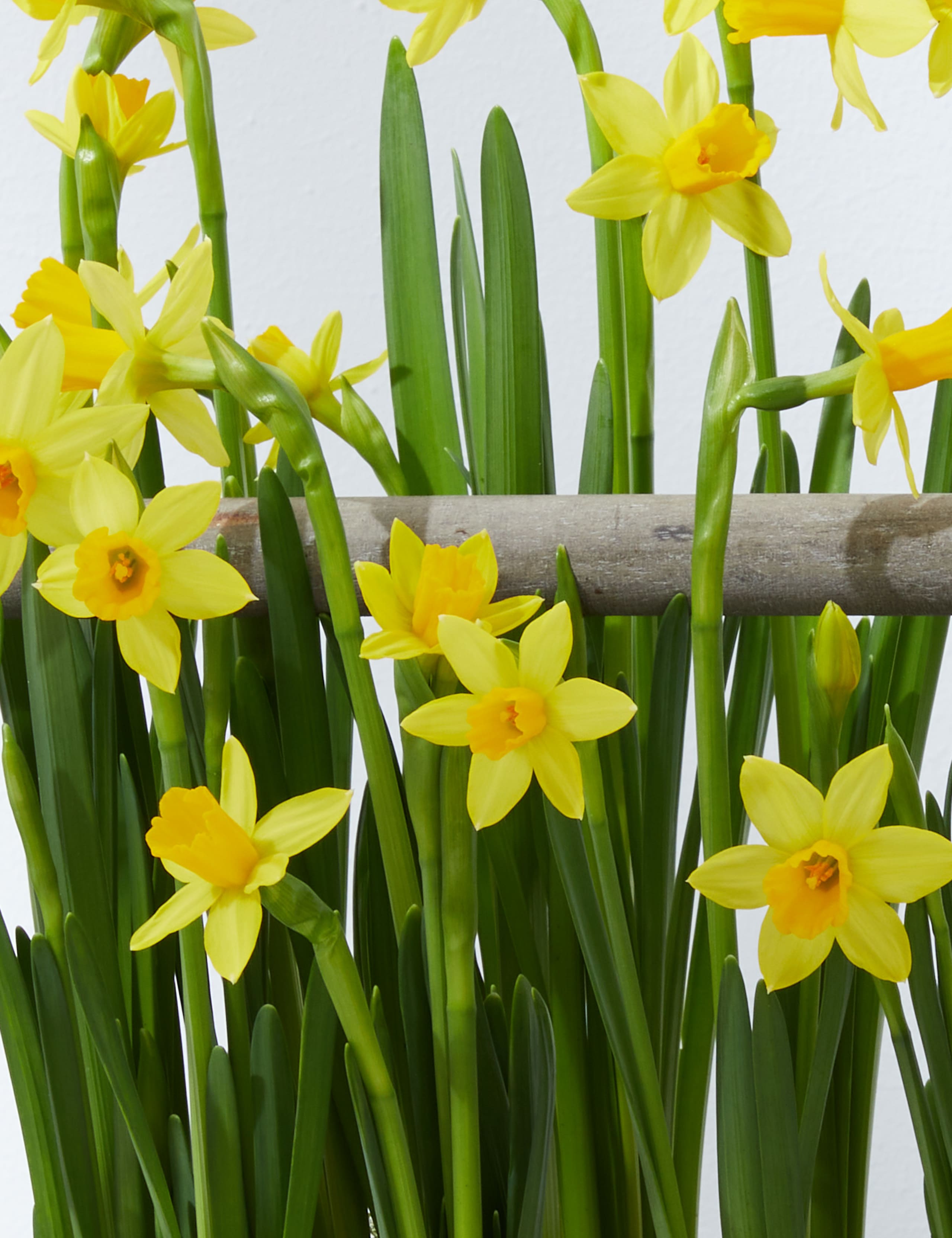 Spring Flowering Trug 4 of 7
