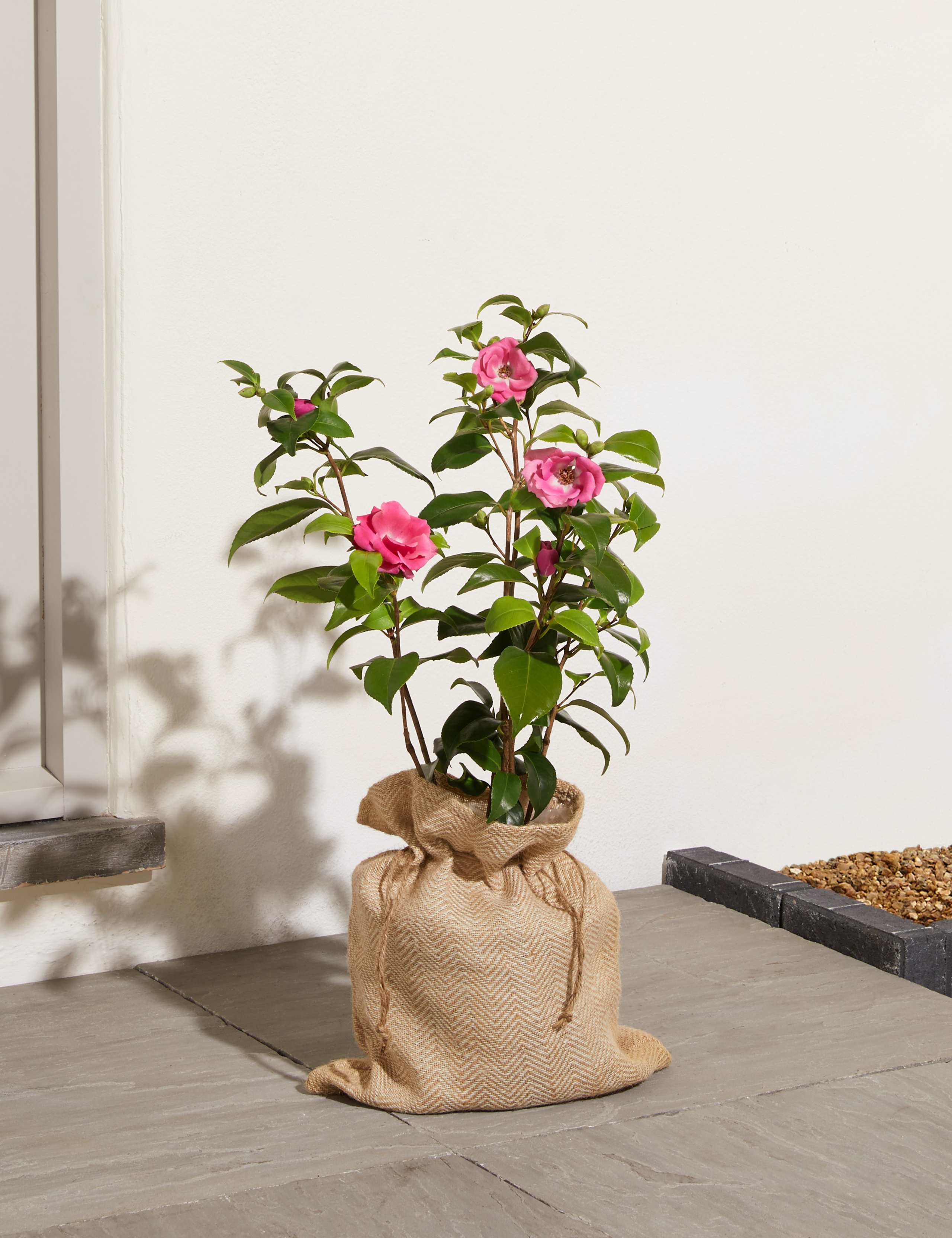 Camellia Tree 1 of 7