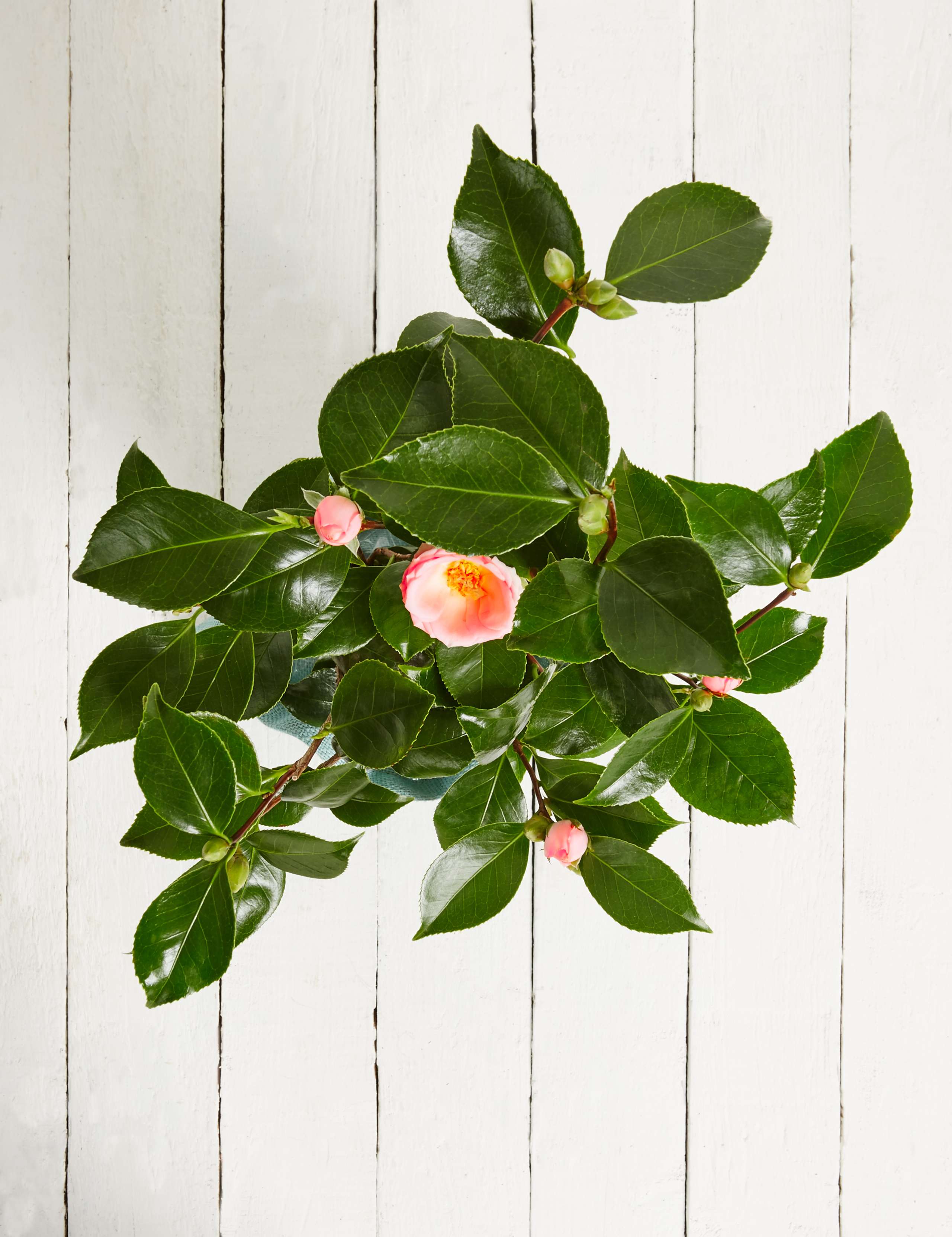 Camellia Tree 6 of 7