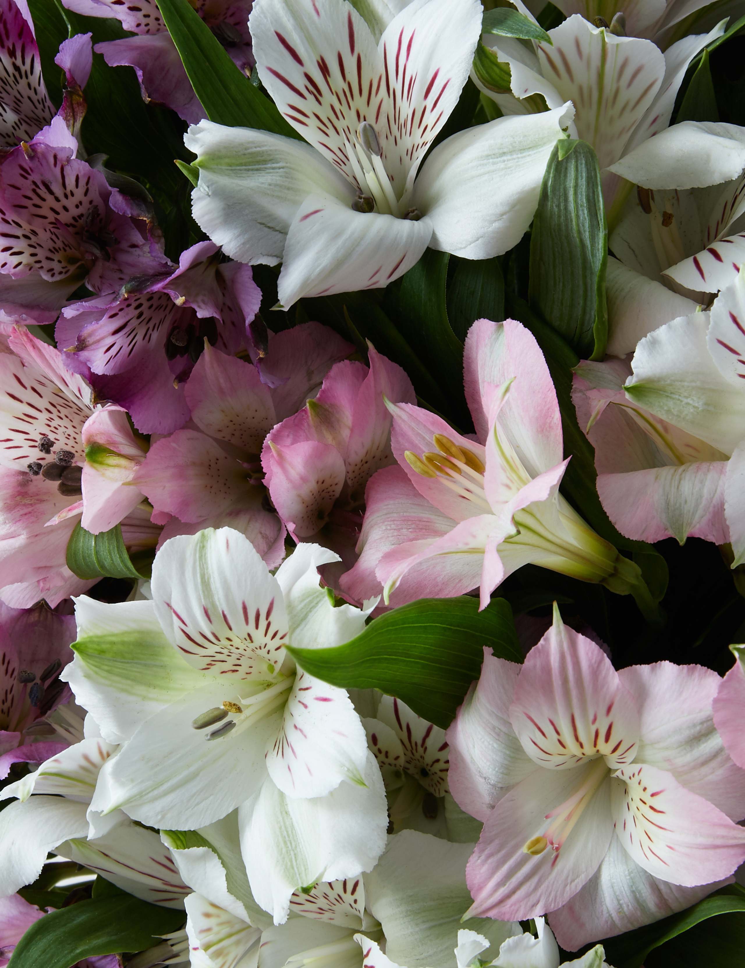 Alstroemeria Abundance Bouquet 4 of 4