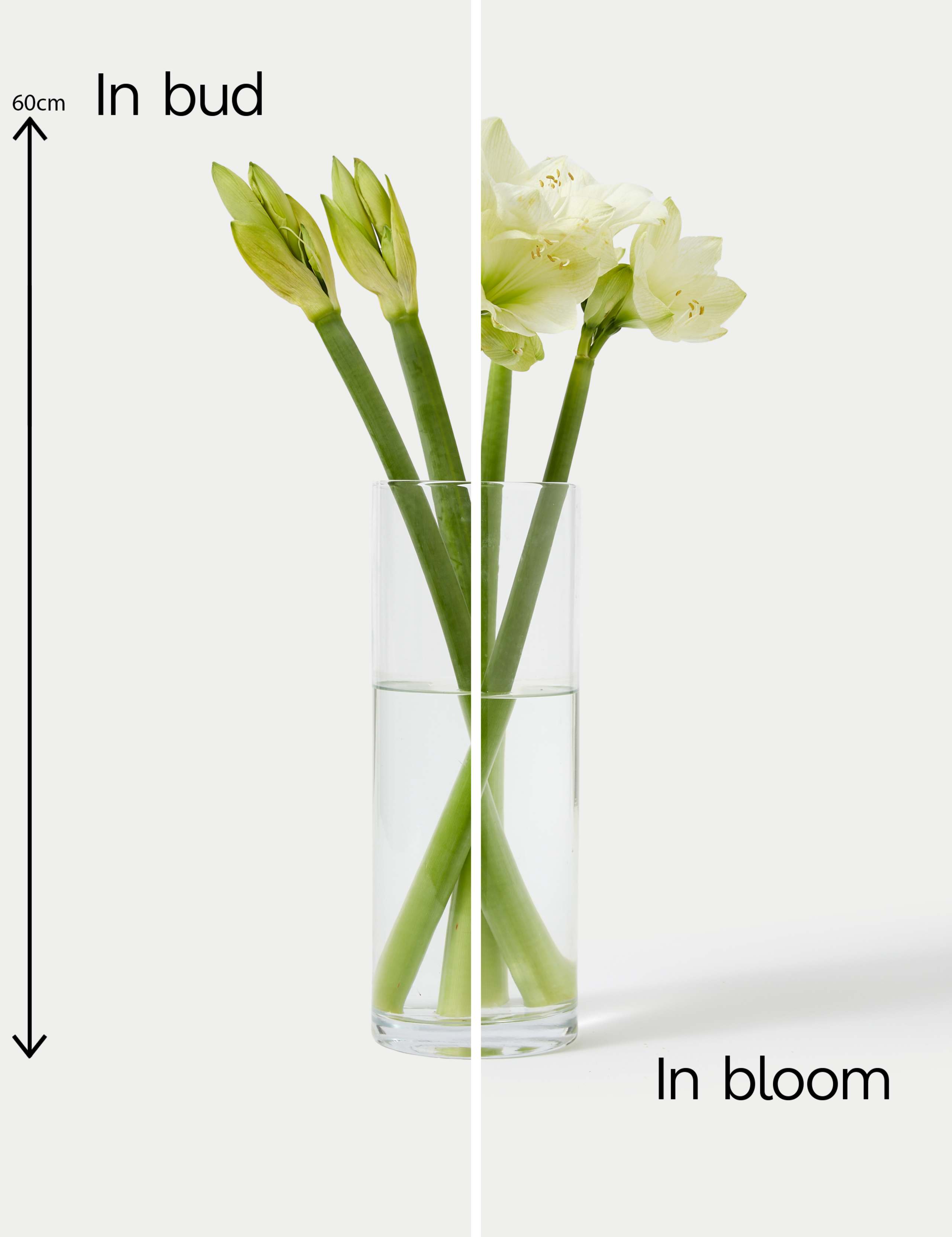 White Amaryllis Bouquet 5 of 5