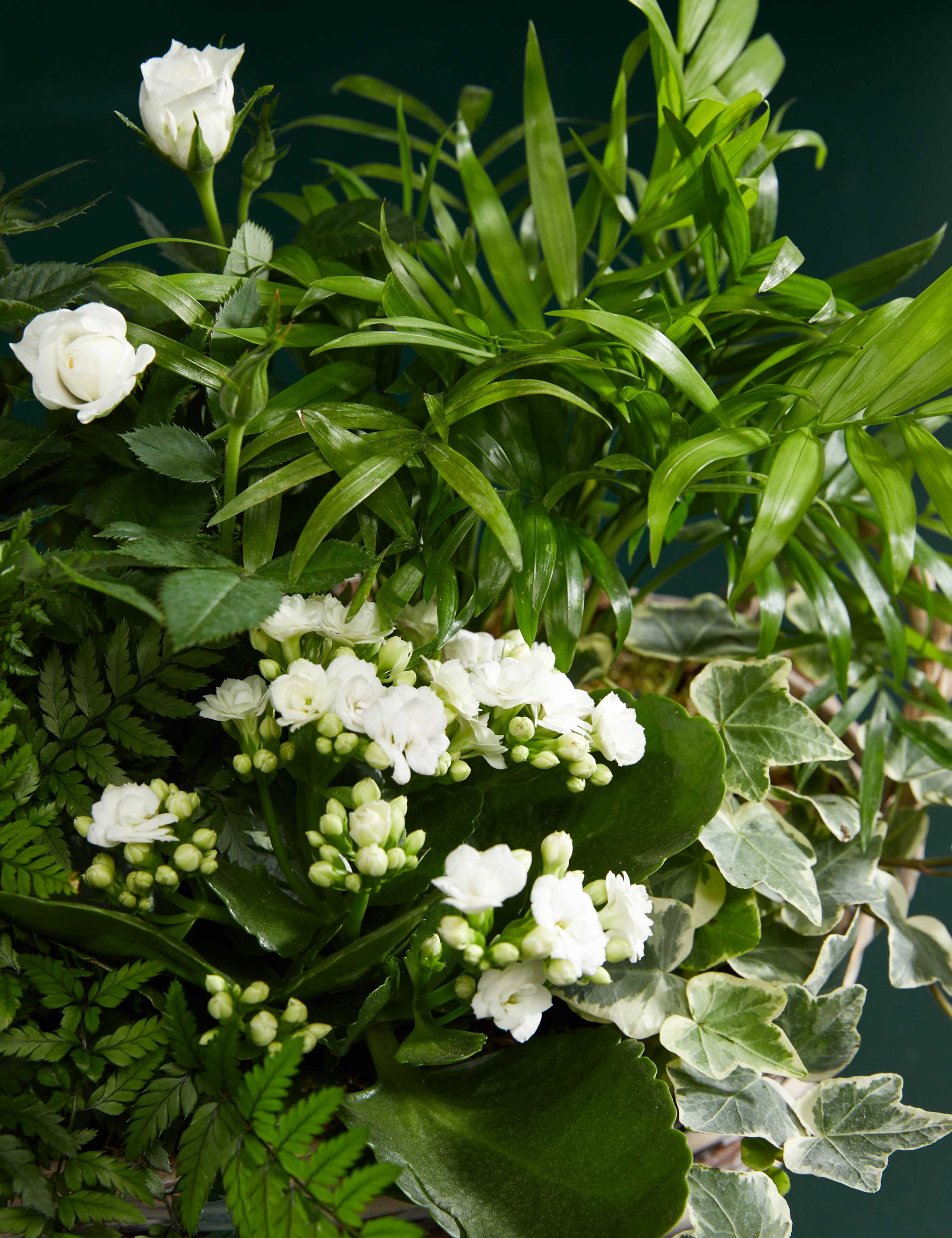 Luxury White Festive Planted Basket with Roses 2 of 3