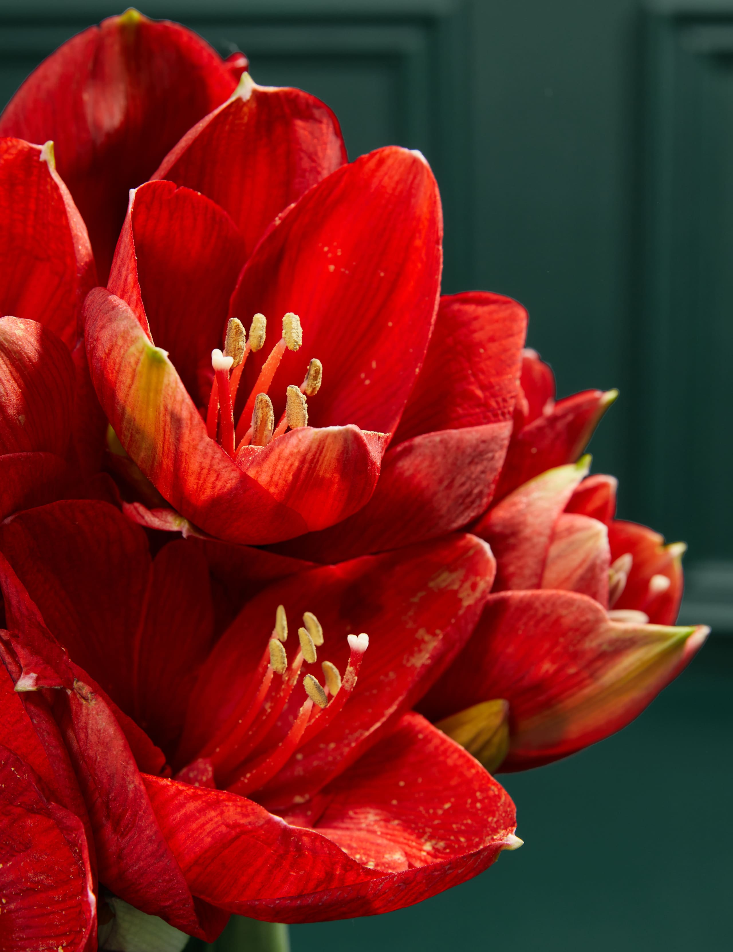 Red Amaryllis Bouquet 3 of 4