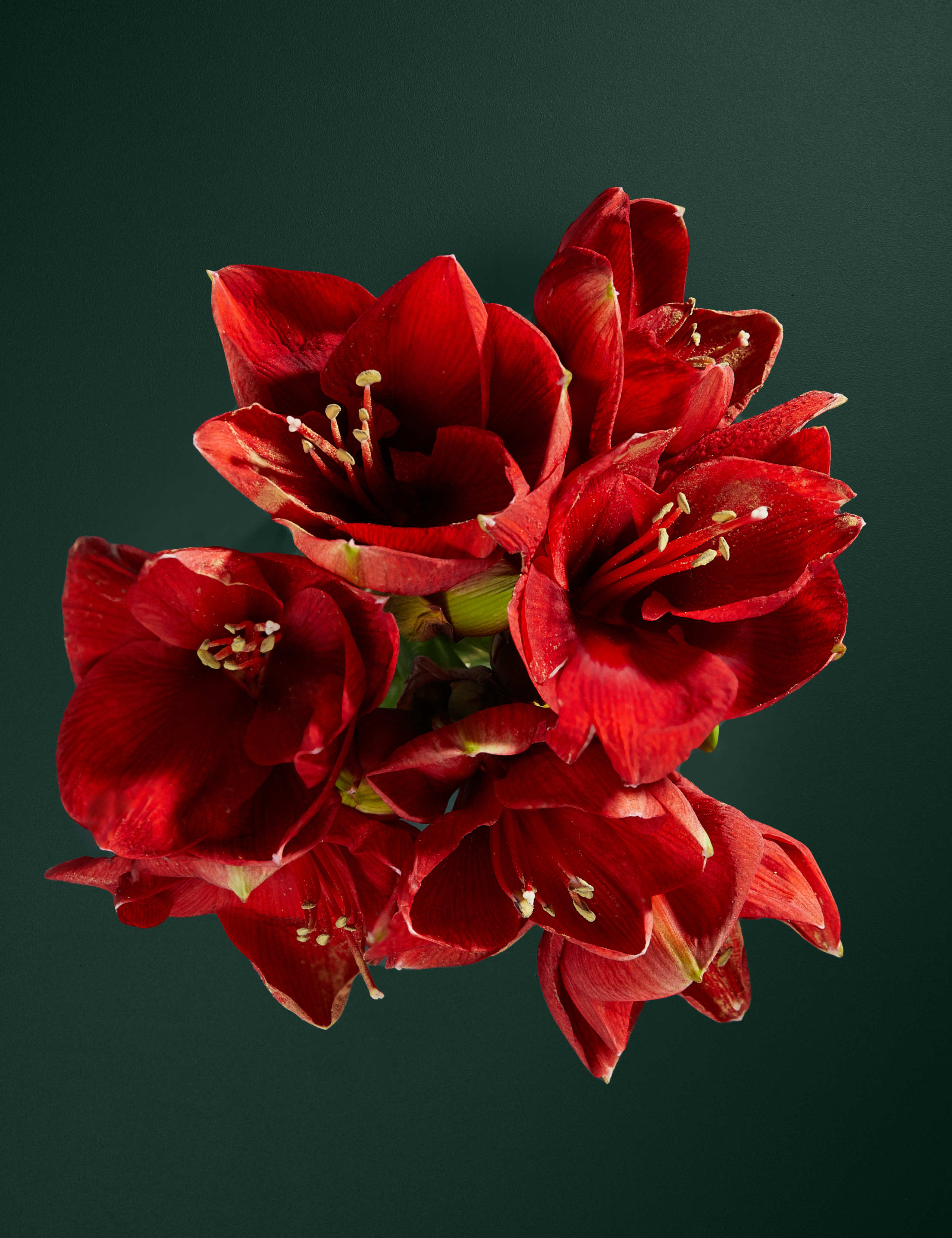 Red Amaryllis Bouquet 2 of 4