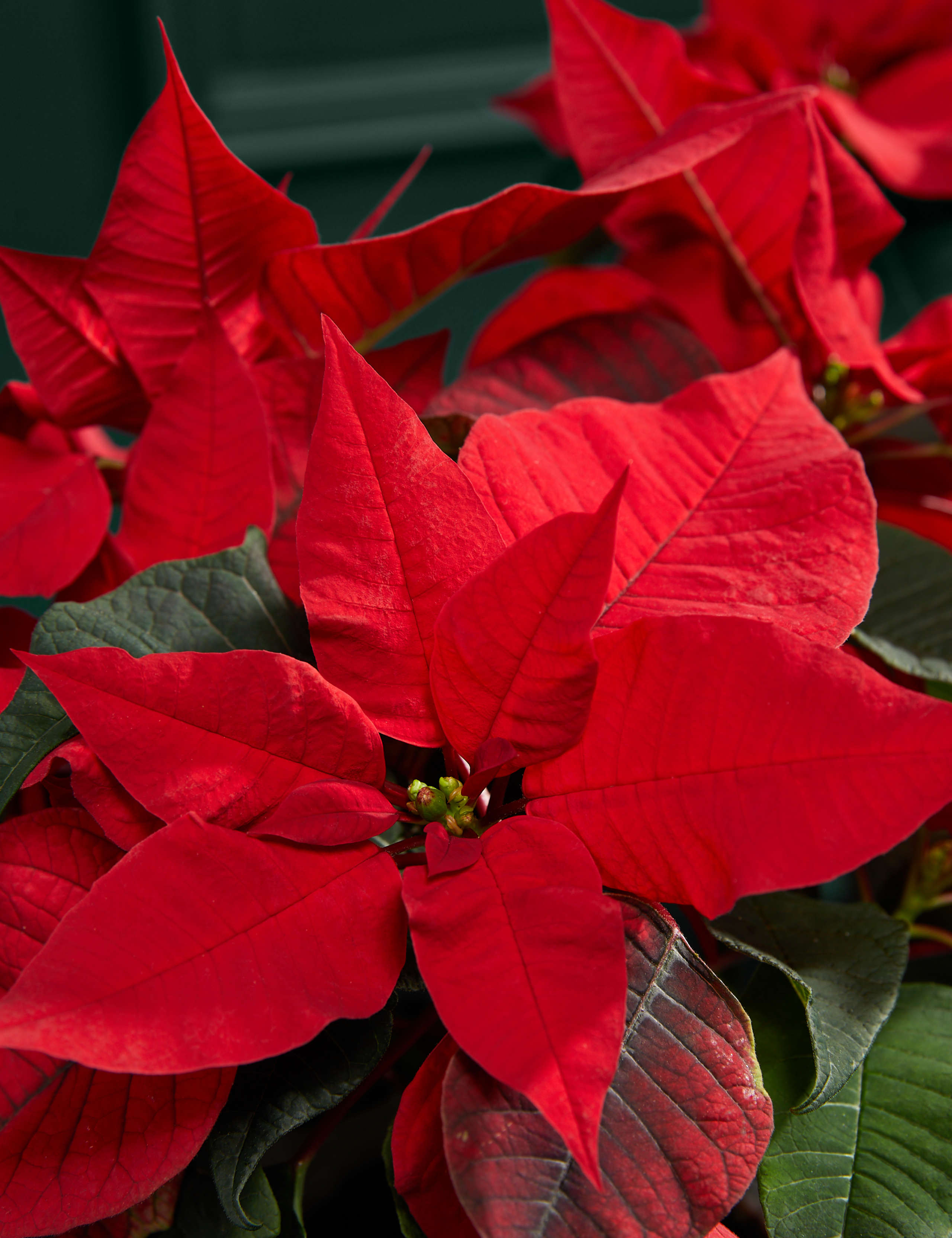 Poinsettia Trio Tin 2 of 3