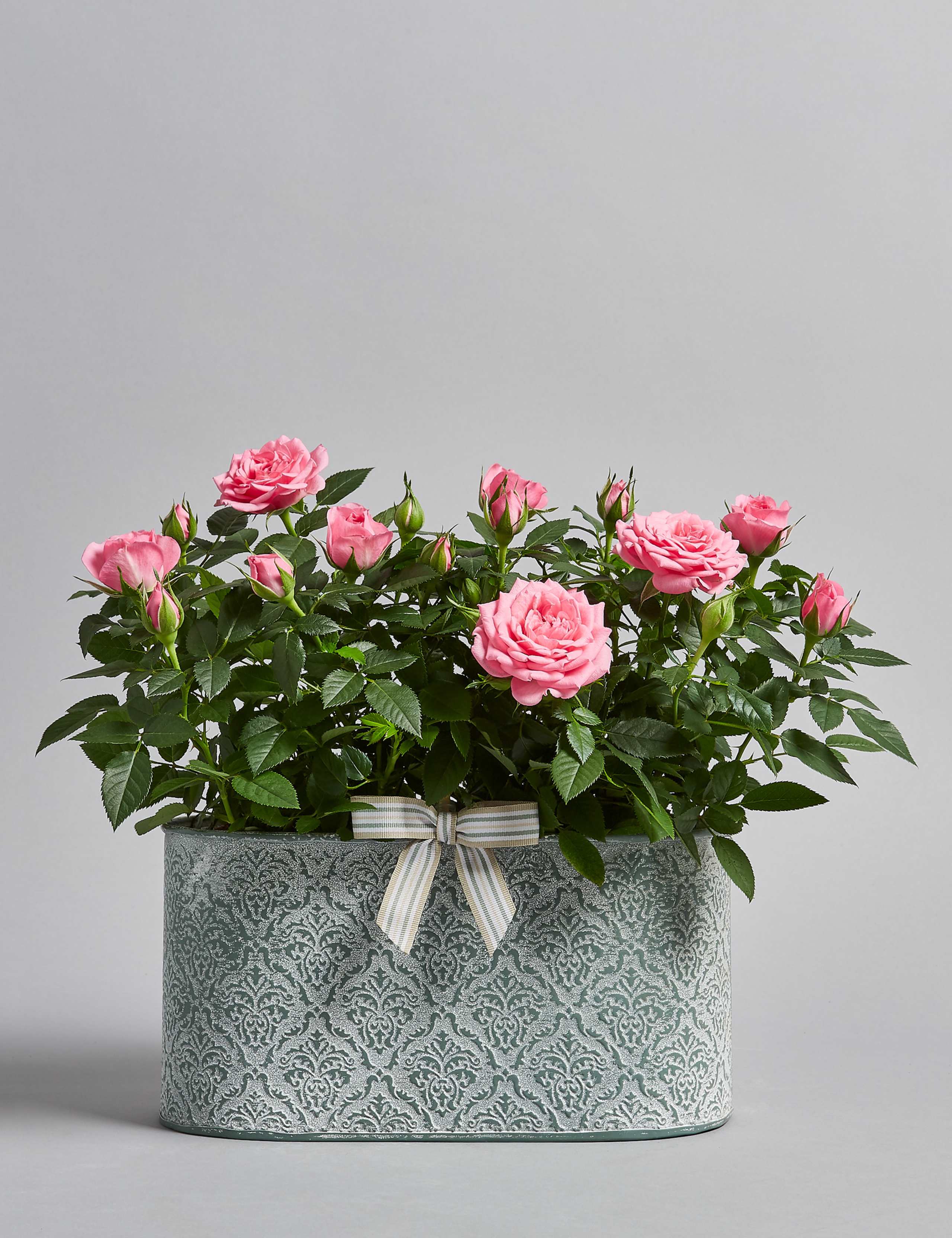 Autumn Pink Rose Trough 1 of 5