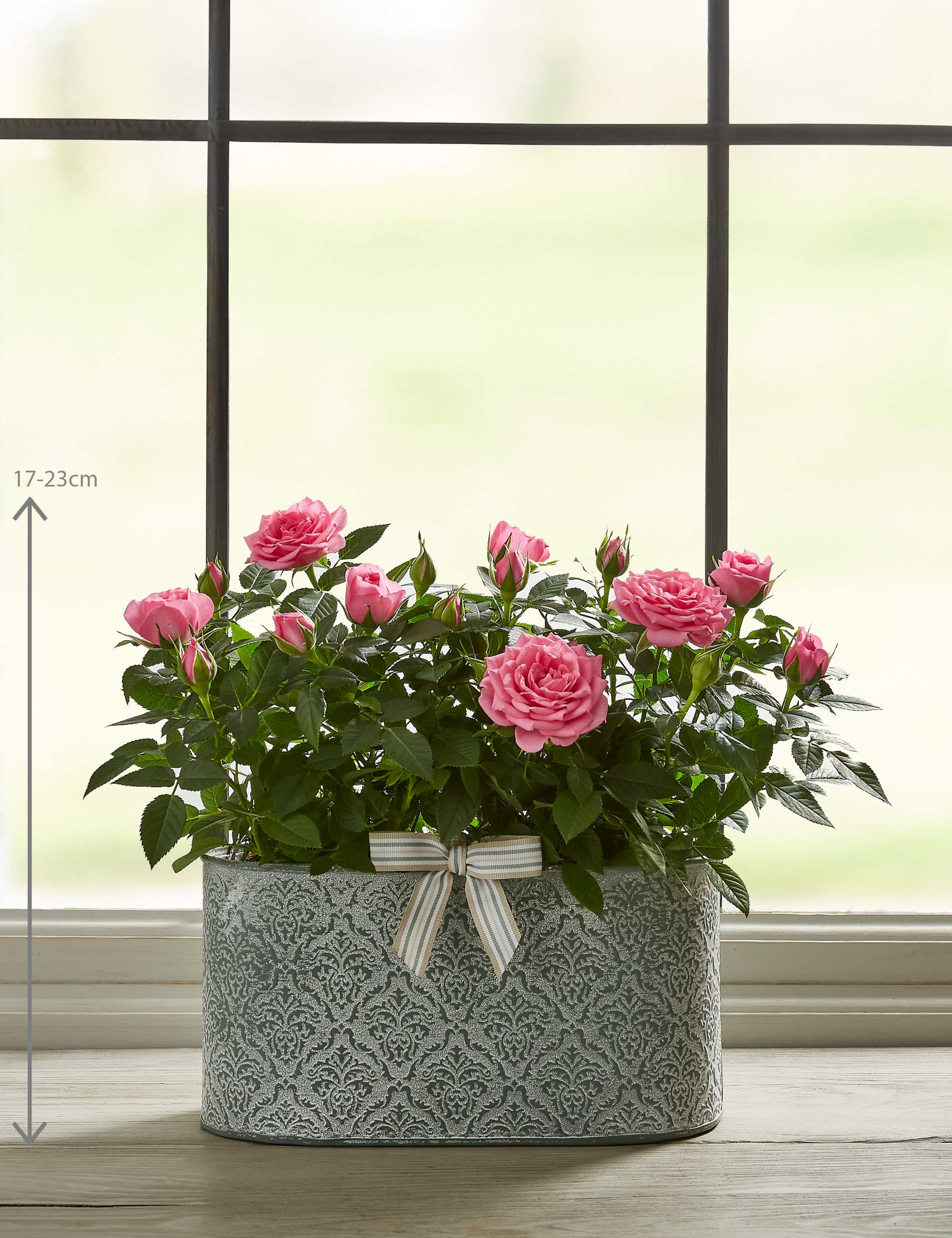 Autumn Pink Rose Trough 3 of 5