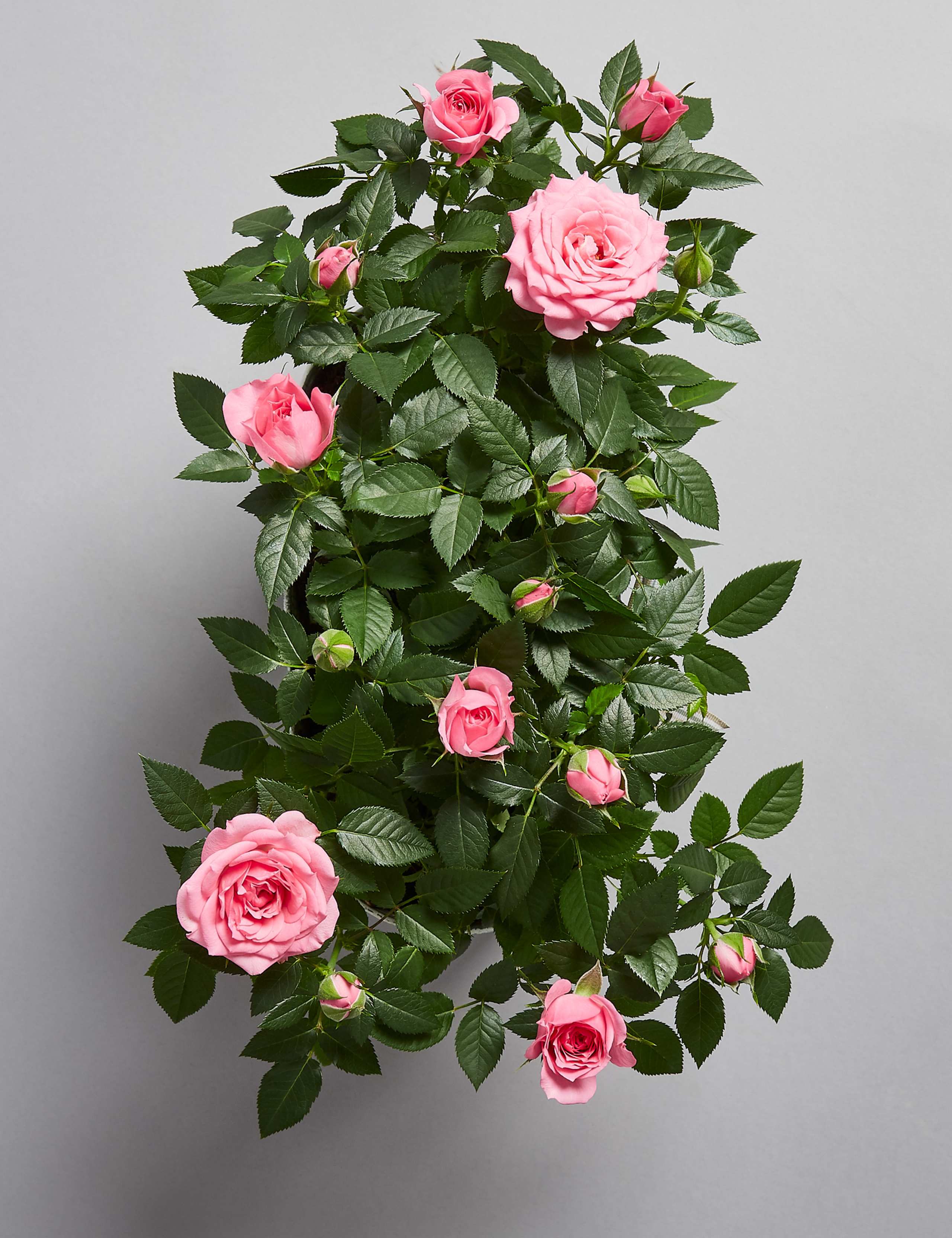 Autumn Pink Rose Trough 4 of 5