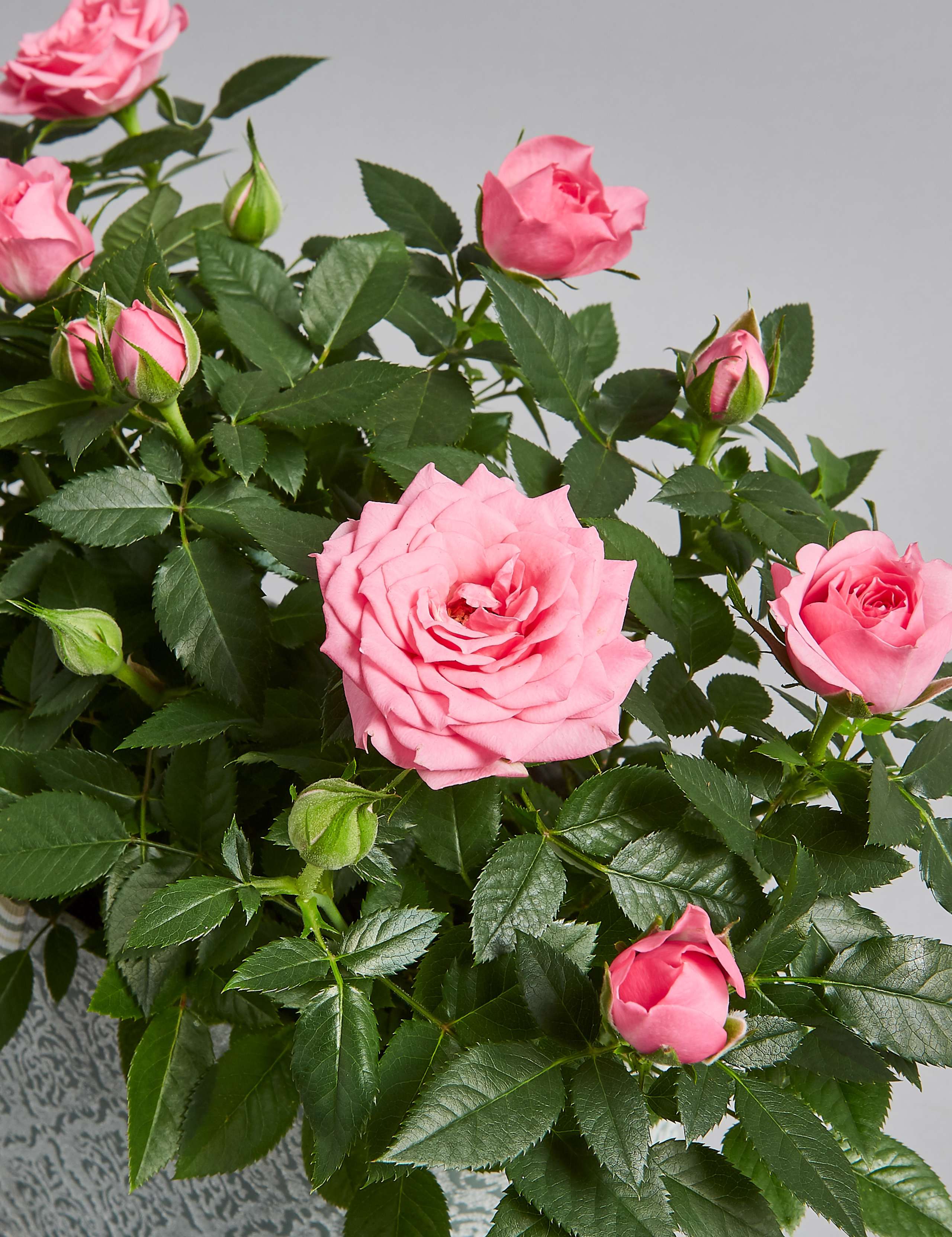 Autumn Pink Rose Trough 5 of 5