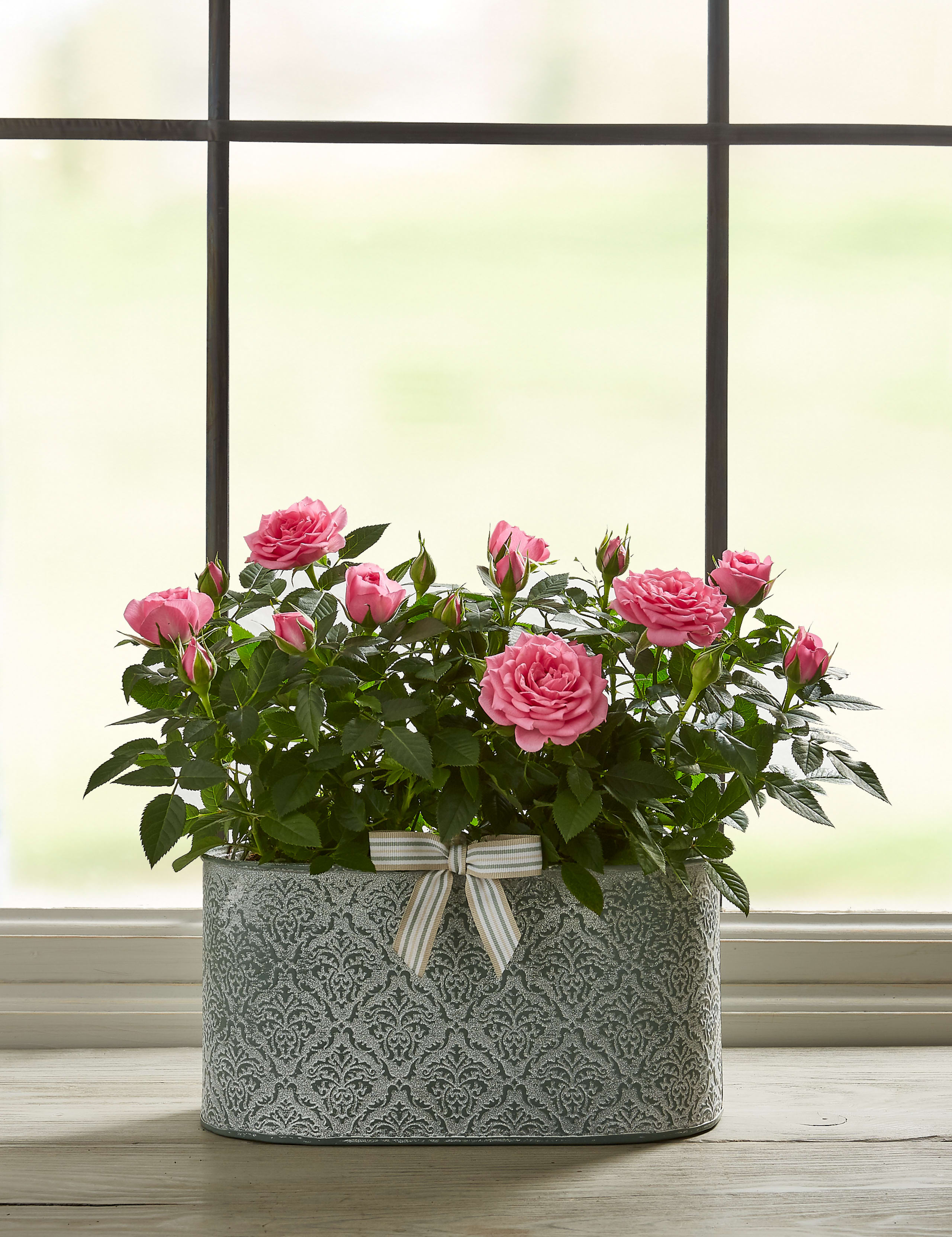 Autumn Pink Rose Trough 2 of 5