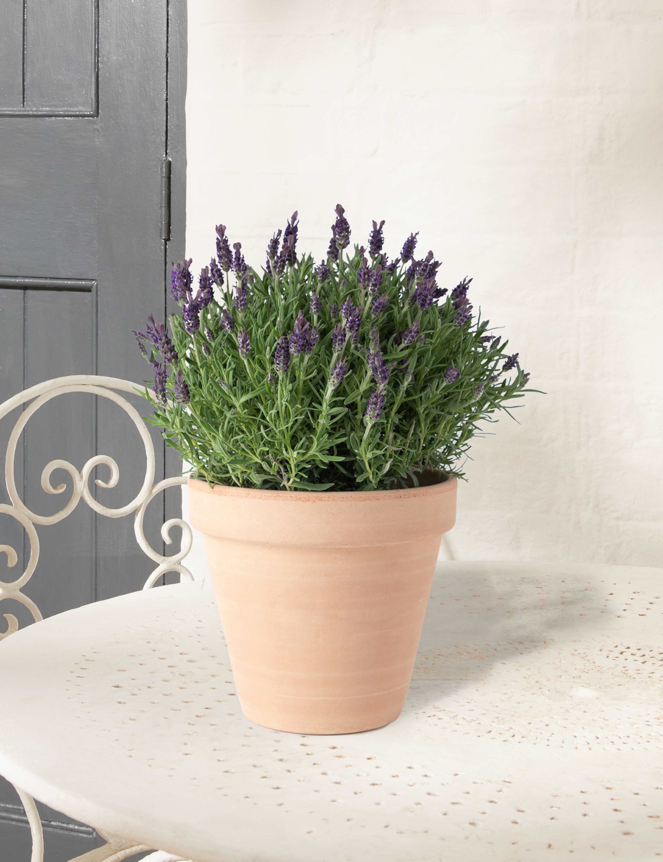 Butterfly Lavender Planter 1 of 5