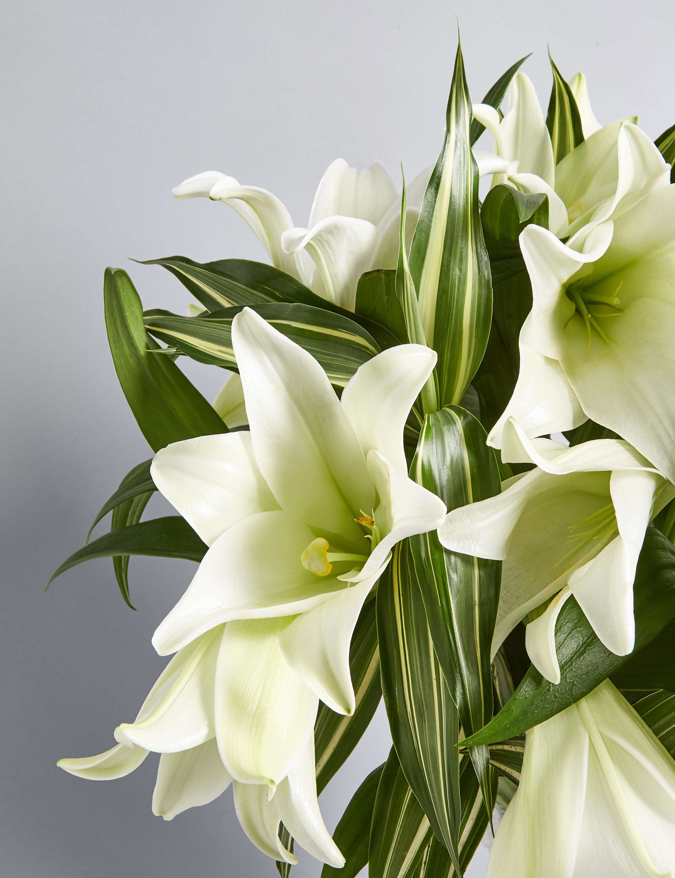 Longi Lily Bouquet 6 of 7