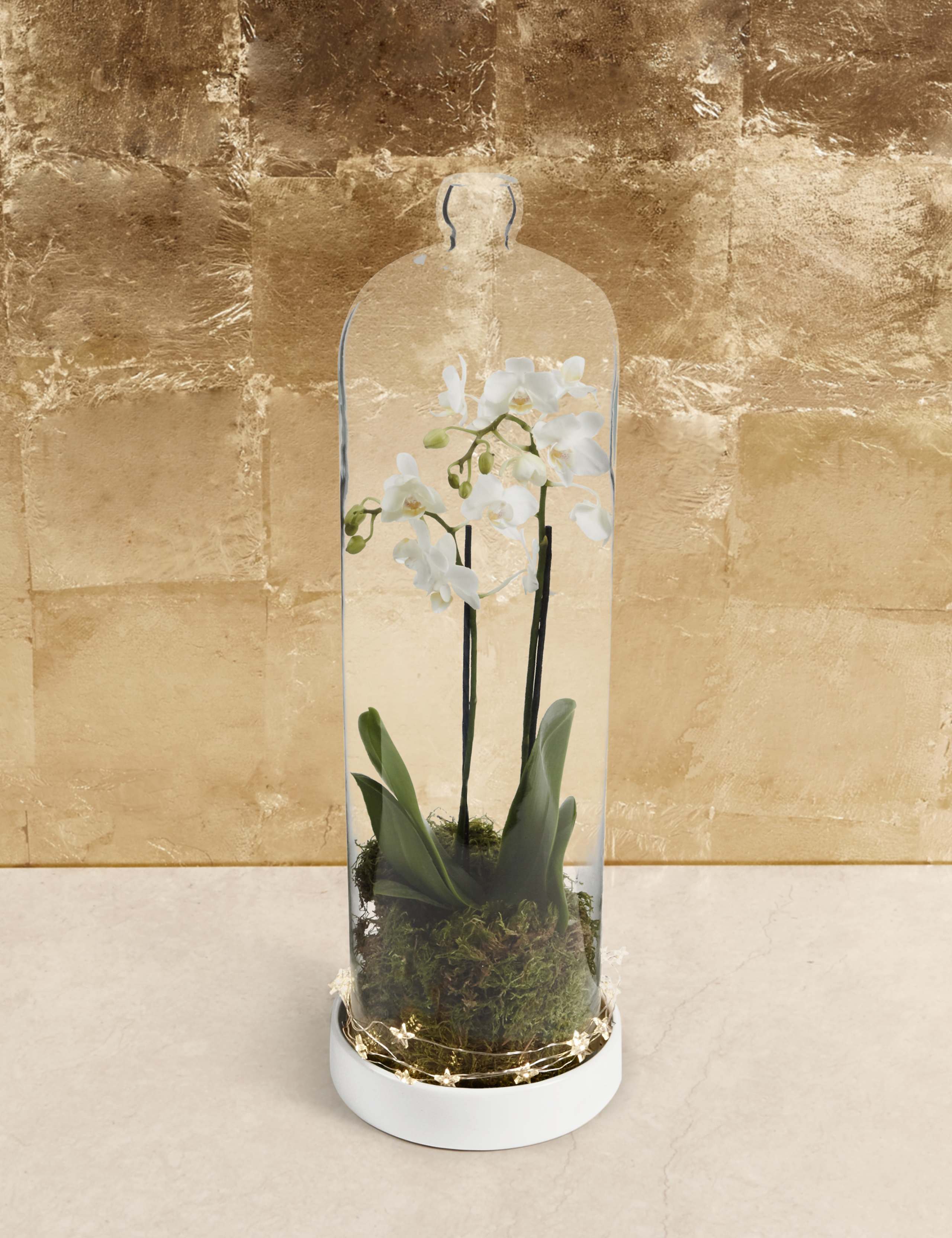 Christmas White Orchid Cloche 1 of 5