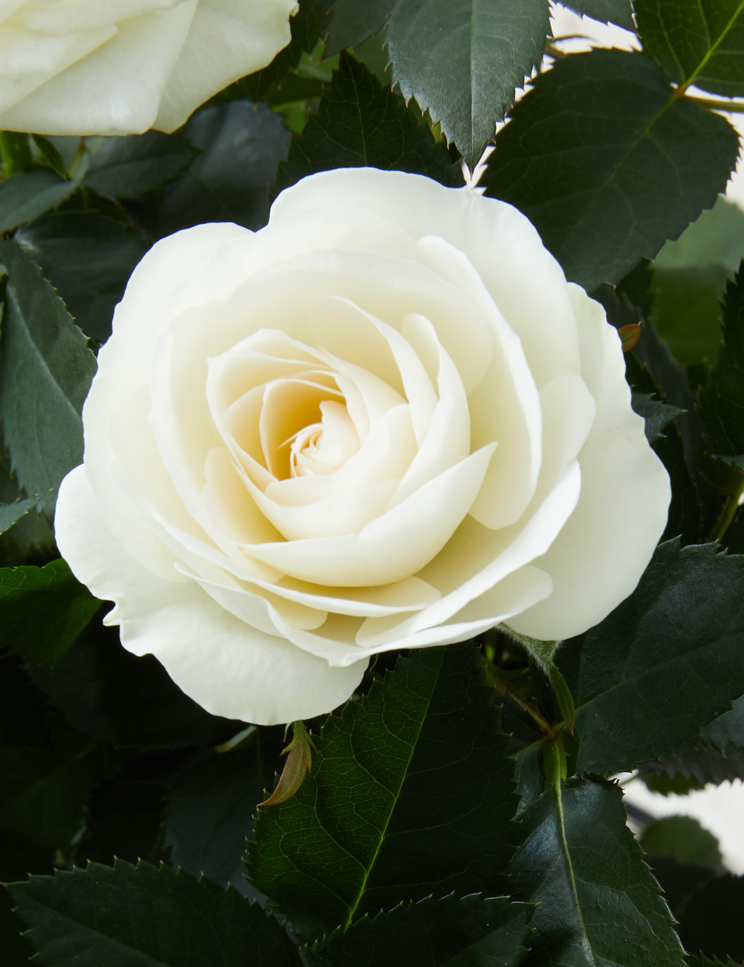 Seasonal White Rose Ceramic 4 of 7