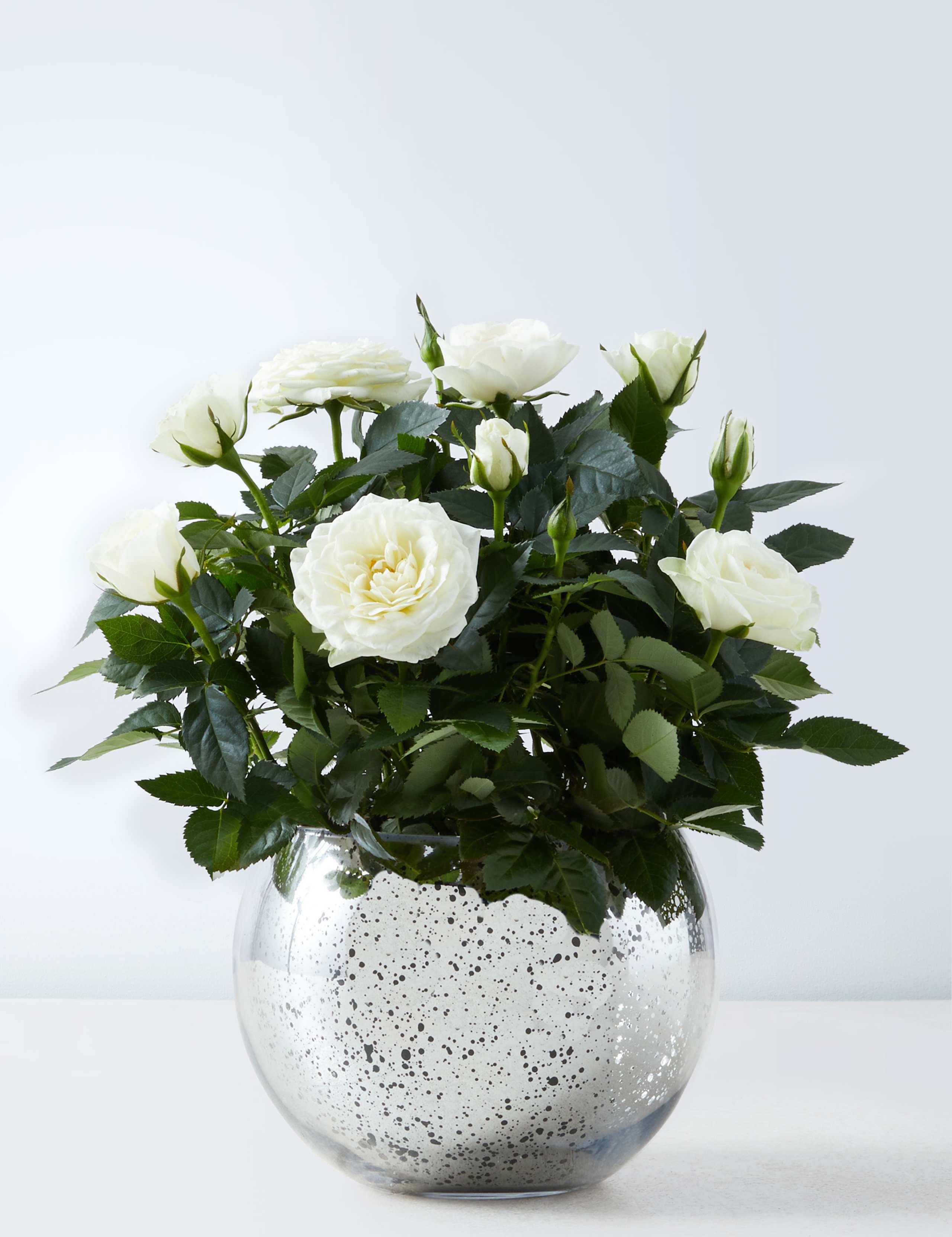 Seasonal White Rose Ceramic 2 of 7