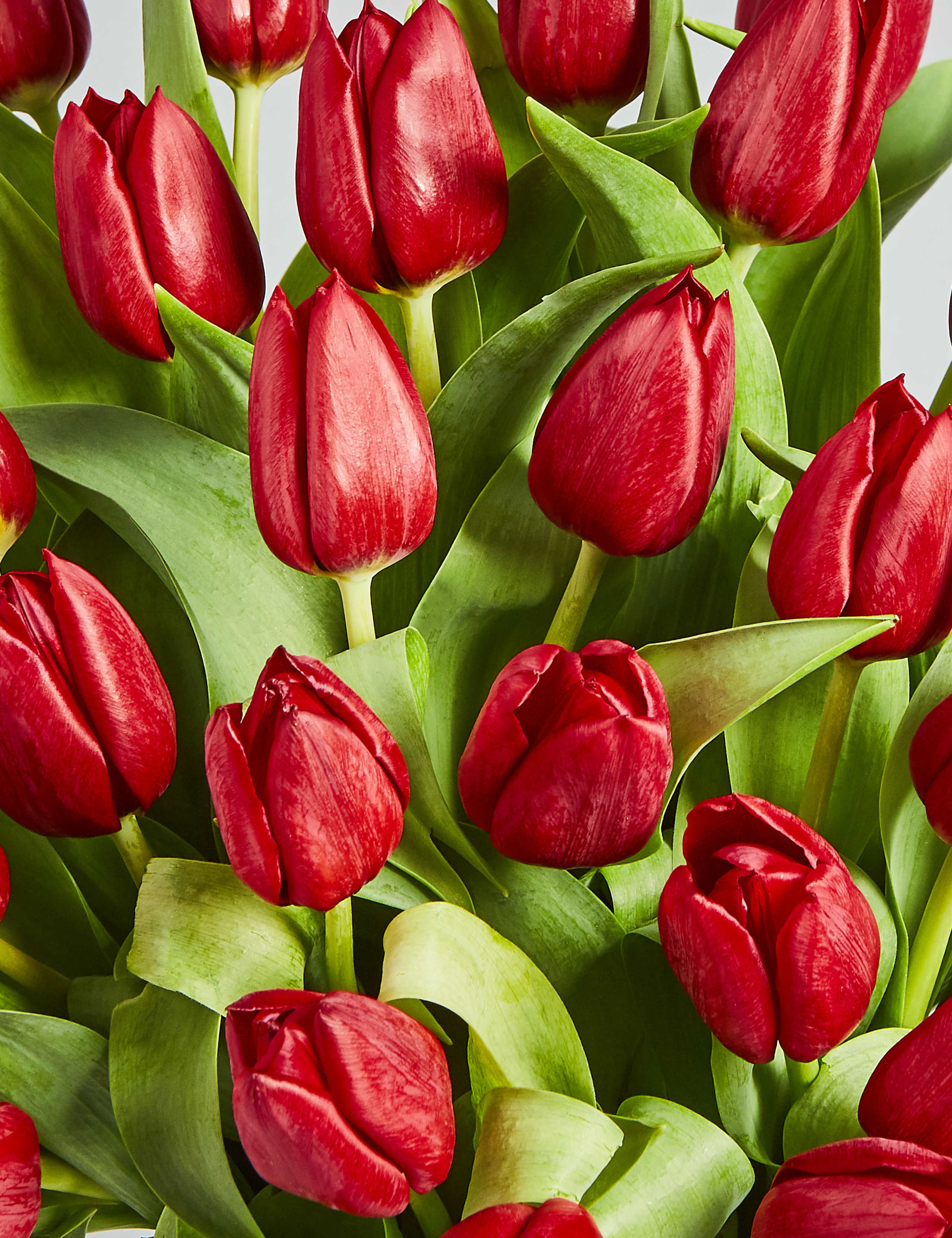 Valentine's Tulips 6 of 6