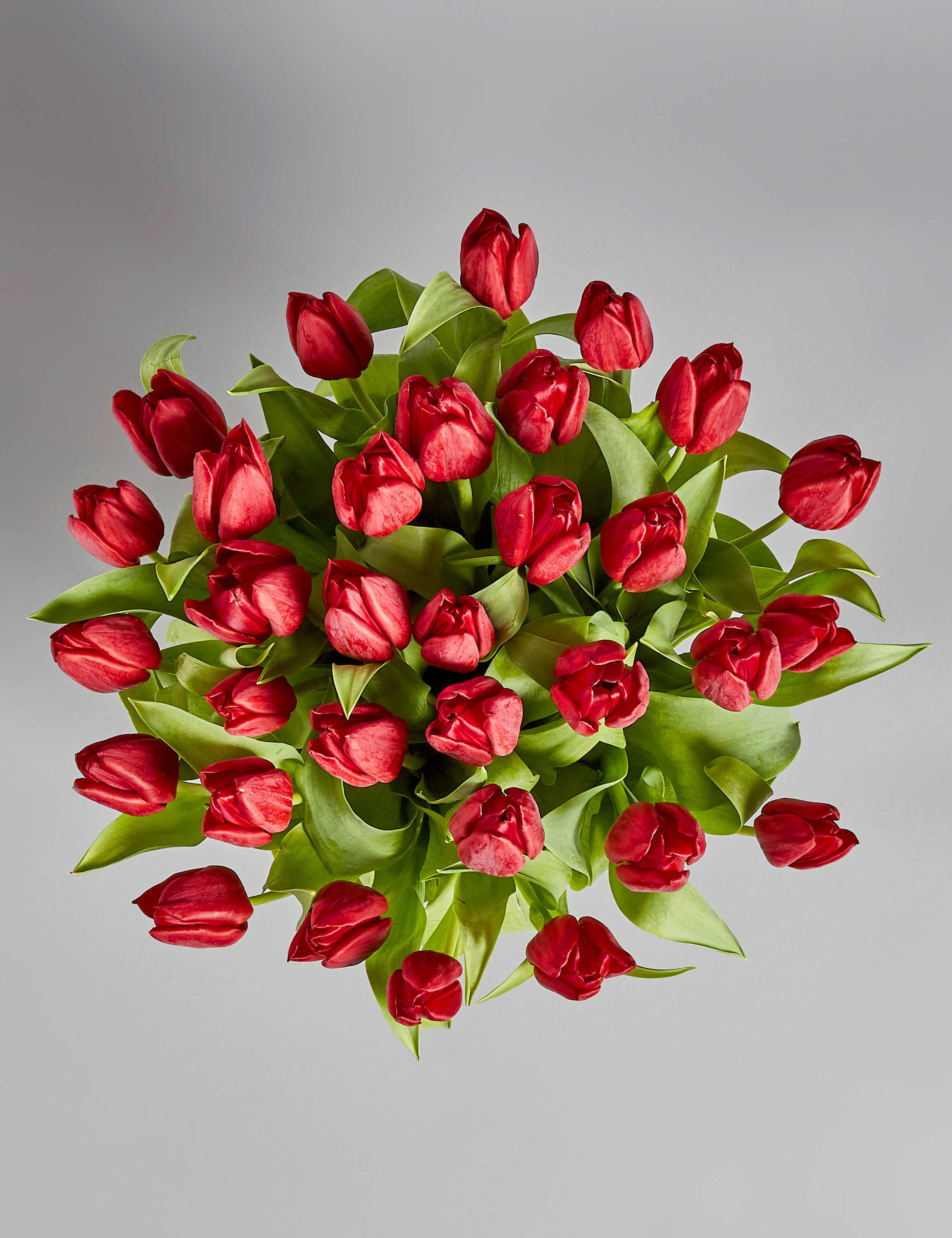 Valentine's Tulips 2 of 6