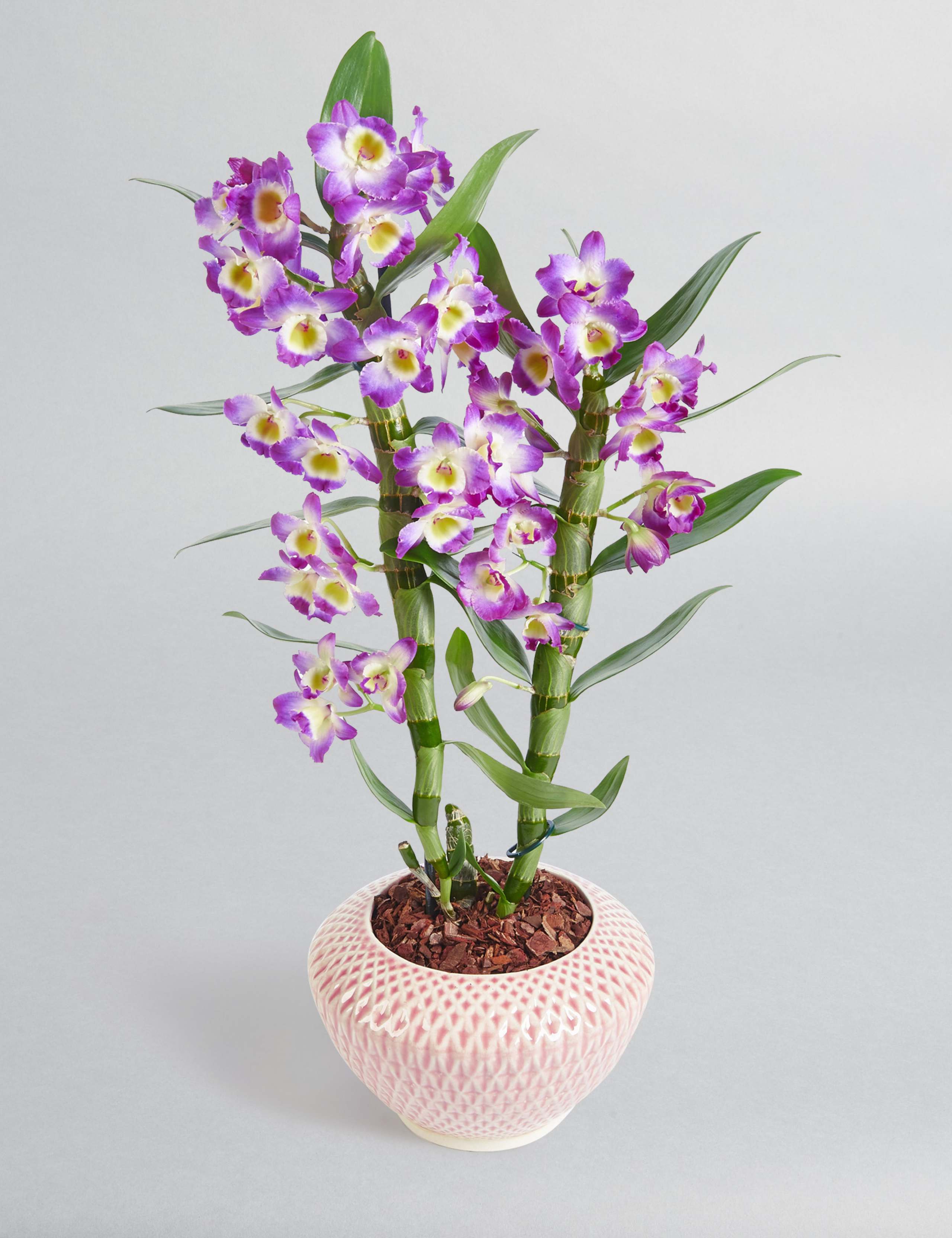 Mother's Day Dendrobium Ceramic 1 of 6