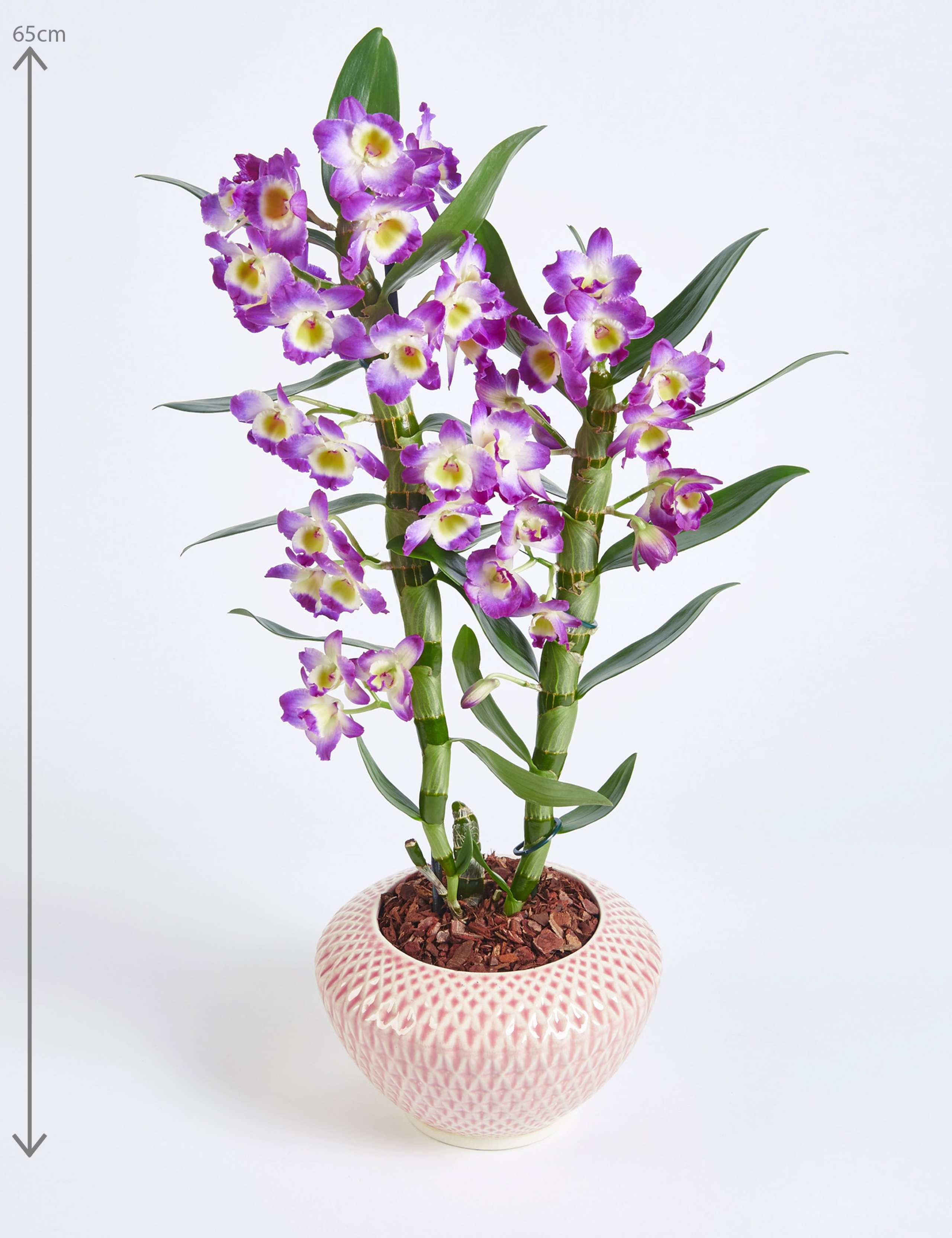 Mother's Day Dendrobium Ceramic 2 of 6