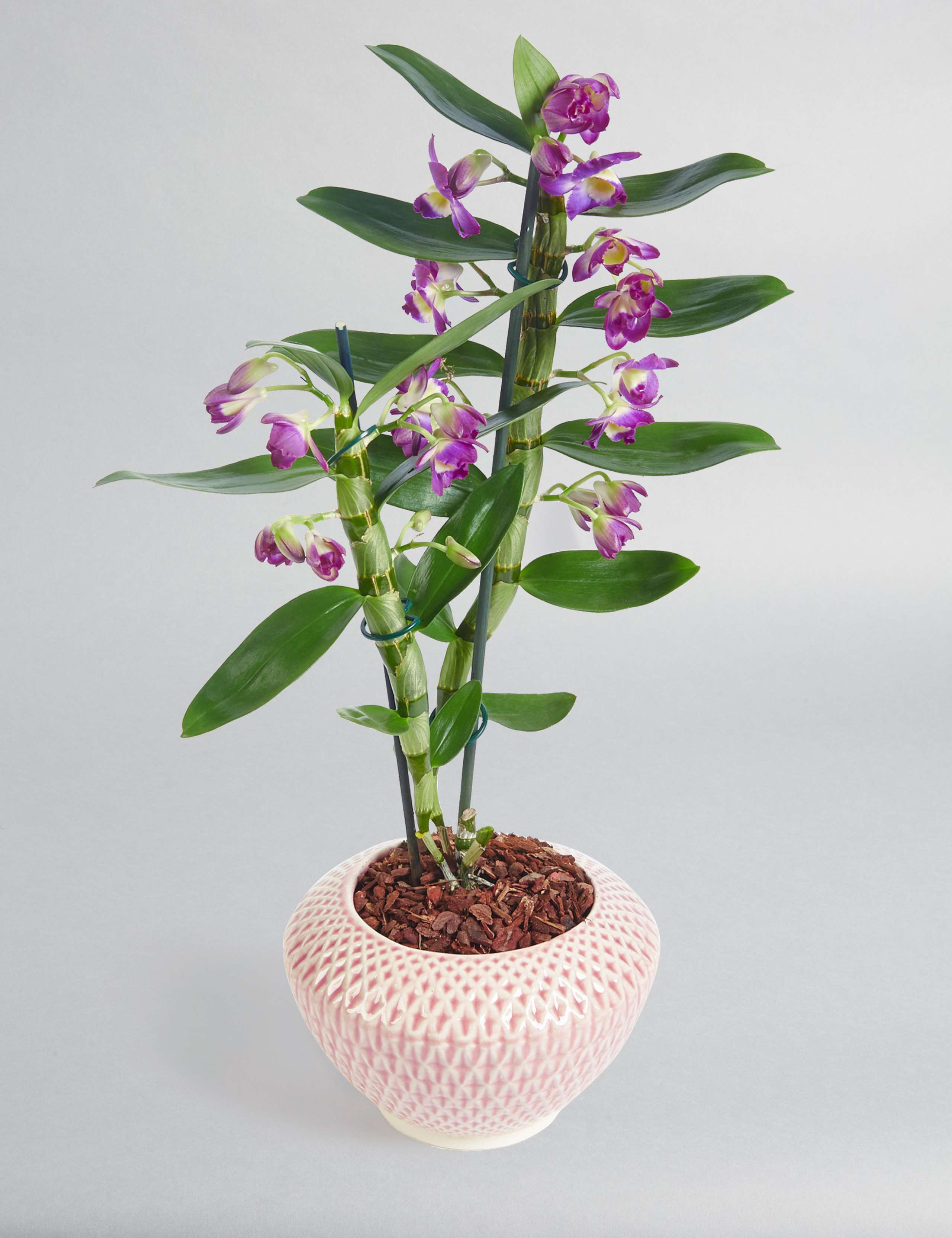 Mother's Day Dendrobium Ceramic 3 of 6