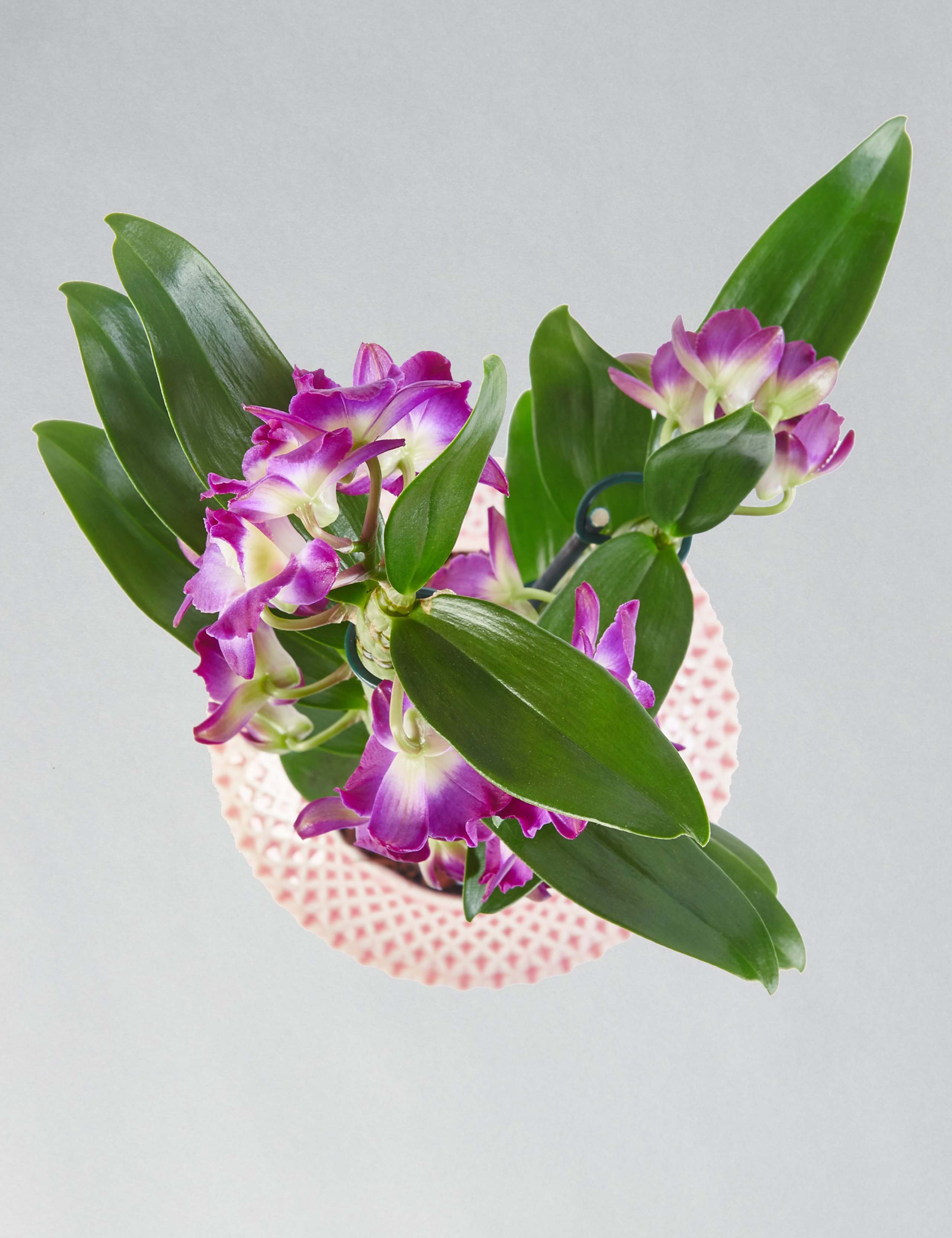 Mother's Day Dendrobium Ceramic 4 of 6