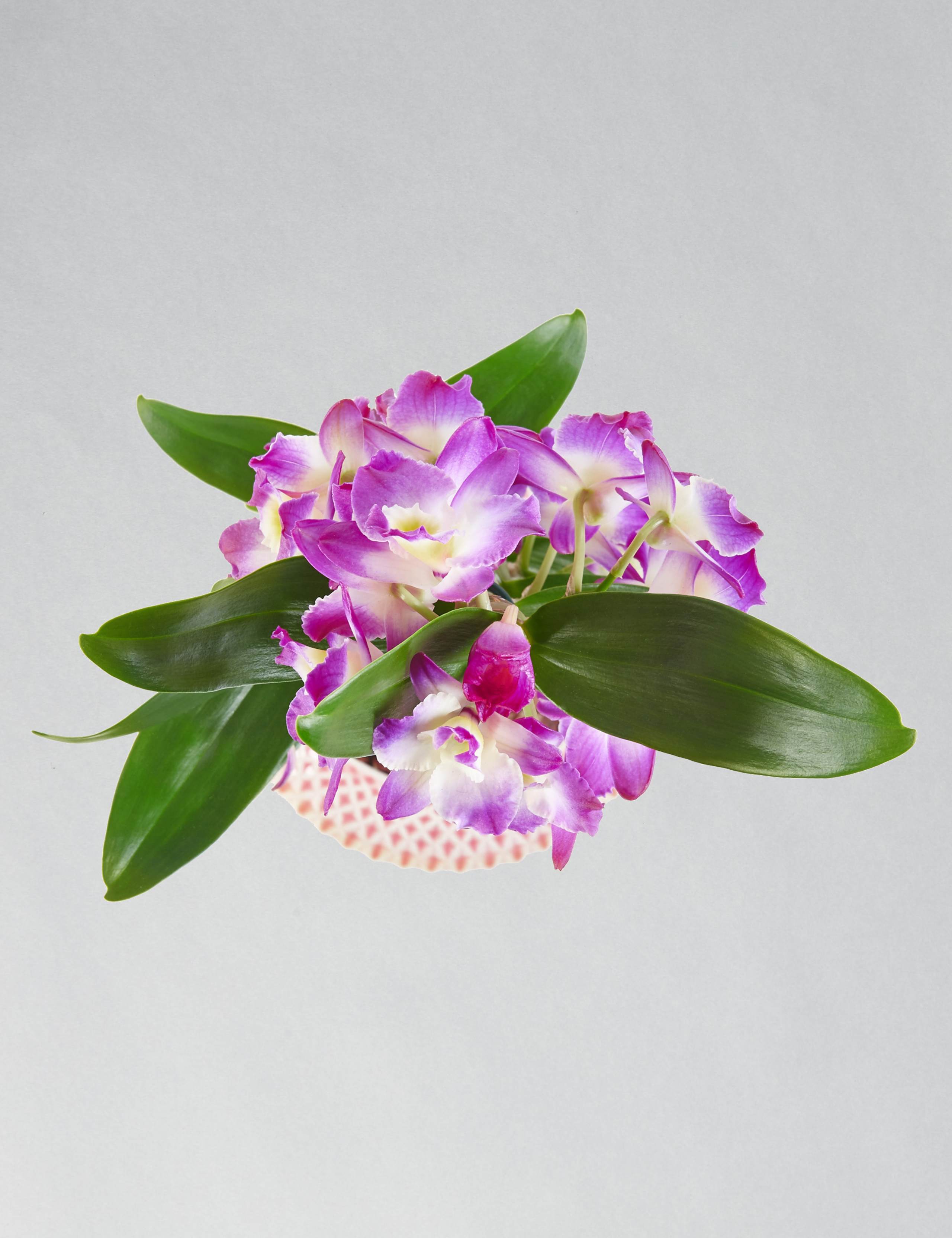 Mother's Day Dendrobium Ceramic 5 of 6