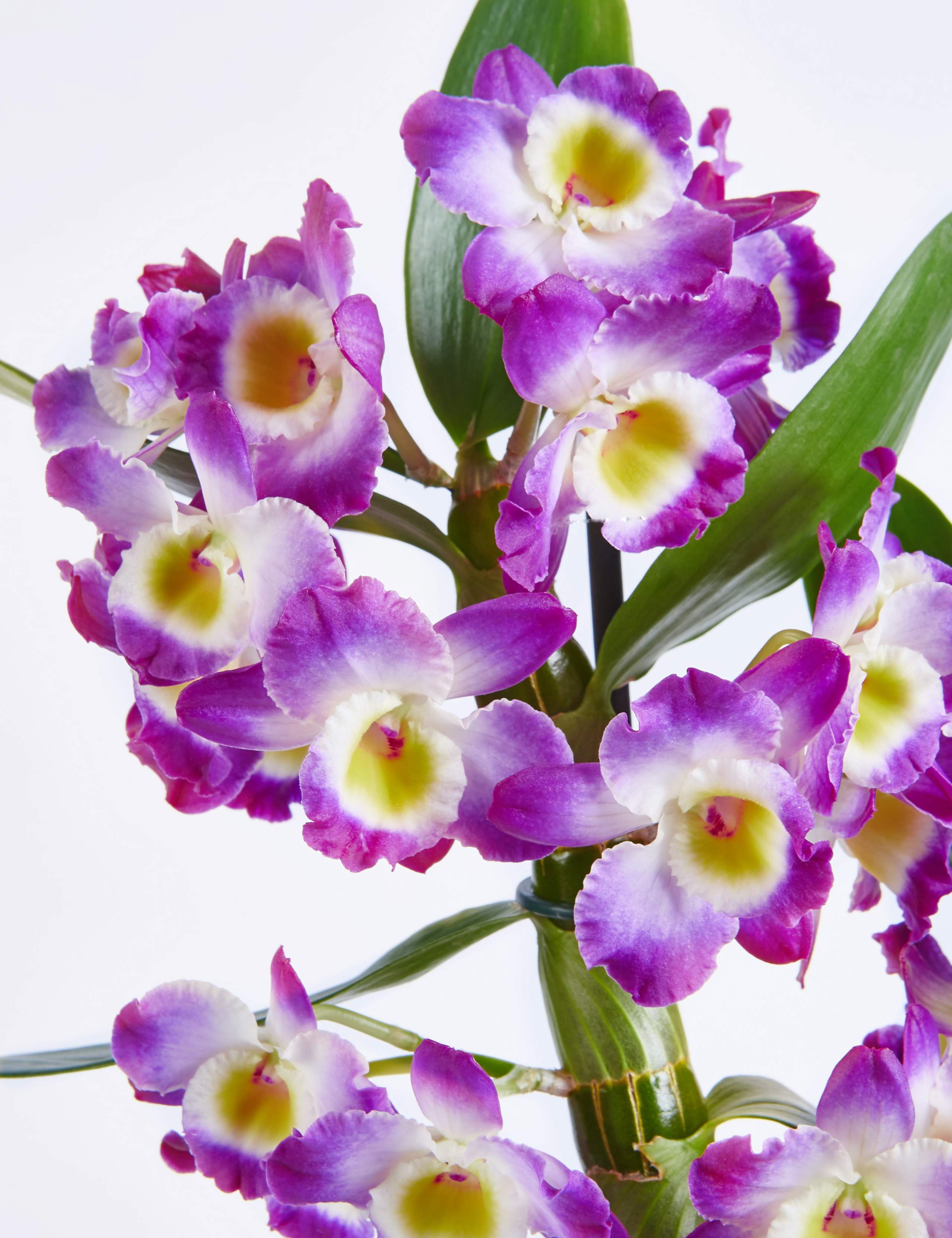 Mother's Day Dendrobium Ceramic 6 of 6
