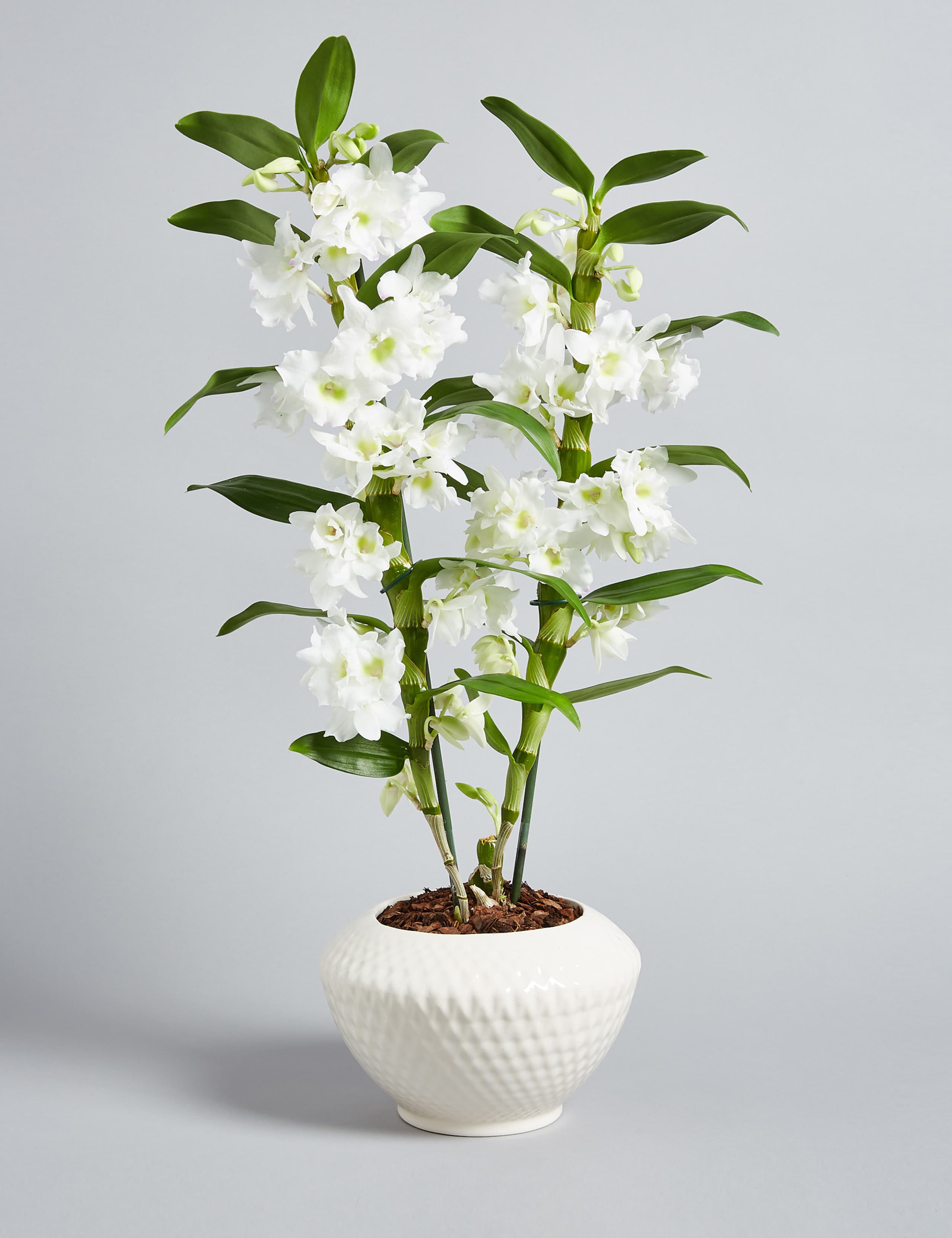Dendrobium Orchid House Plant 1 of 7