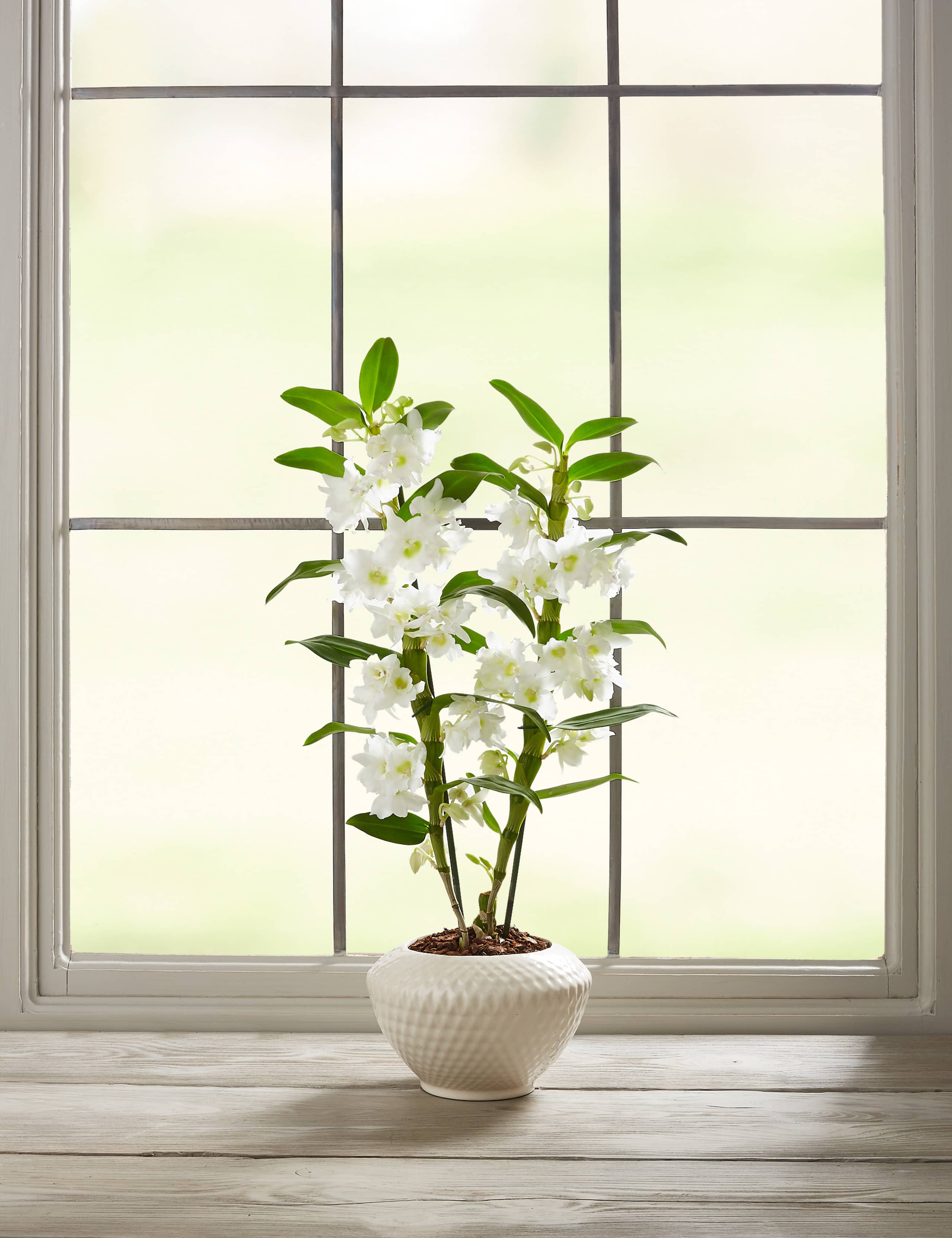 Dendrobium Orchid House Plant 4 of 7
