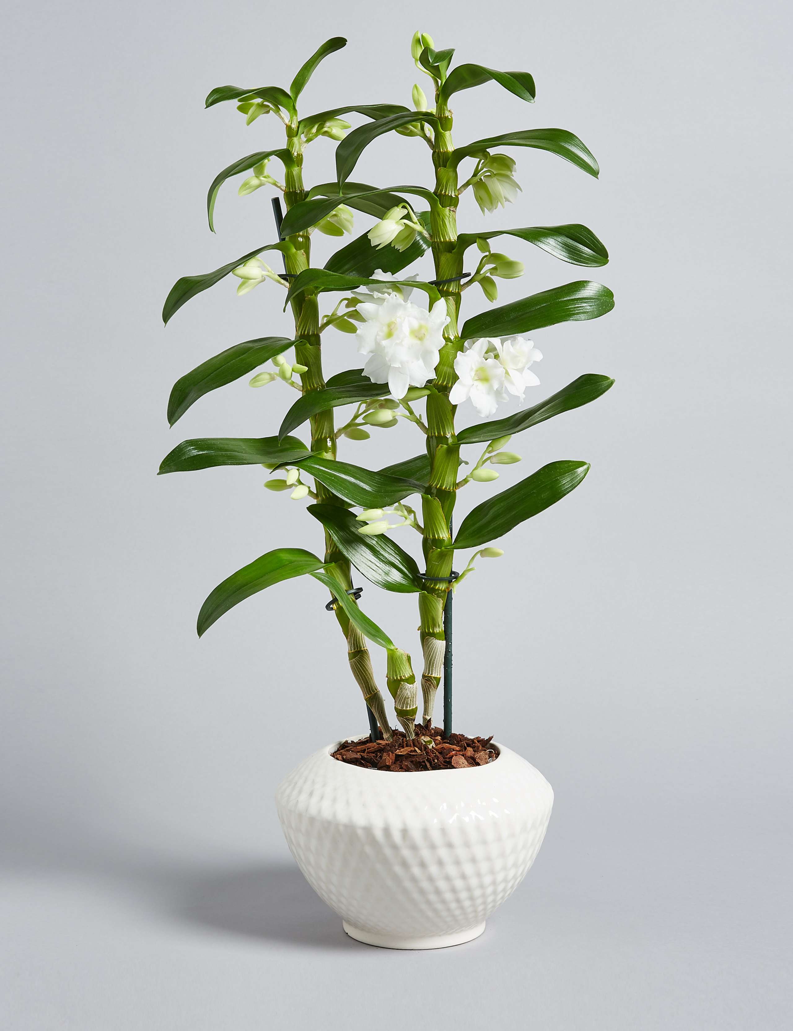 Dendrobium Orchid House Plant 7 of 7