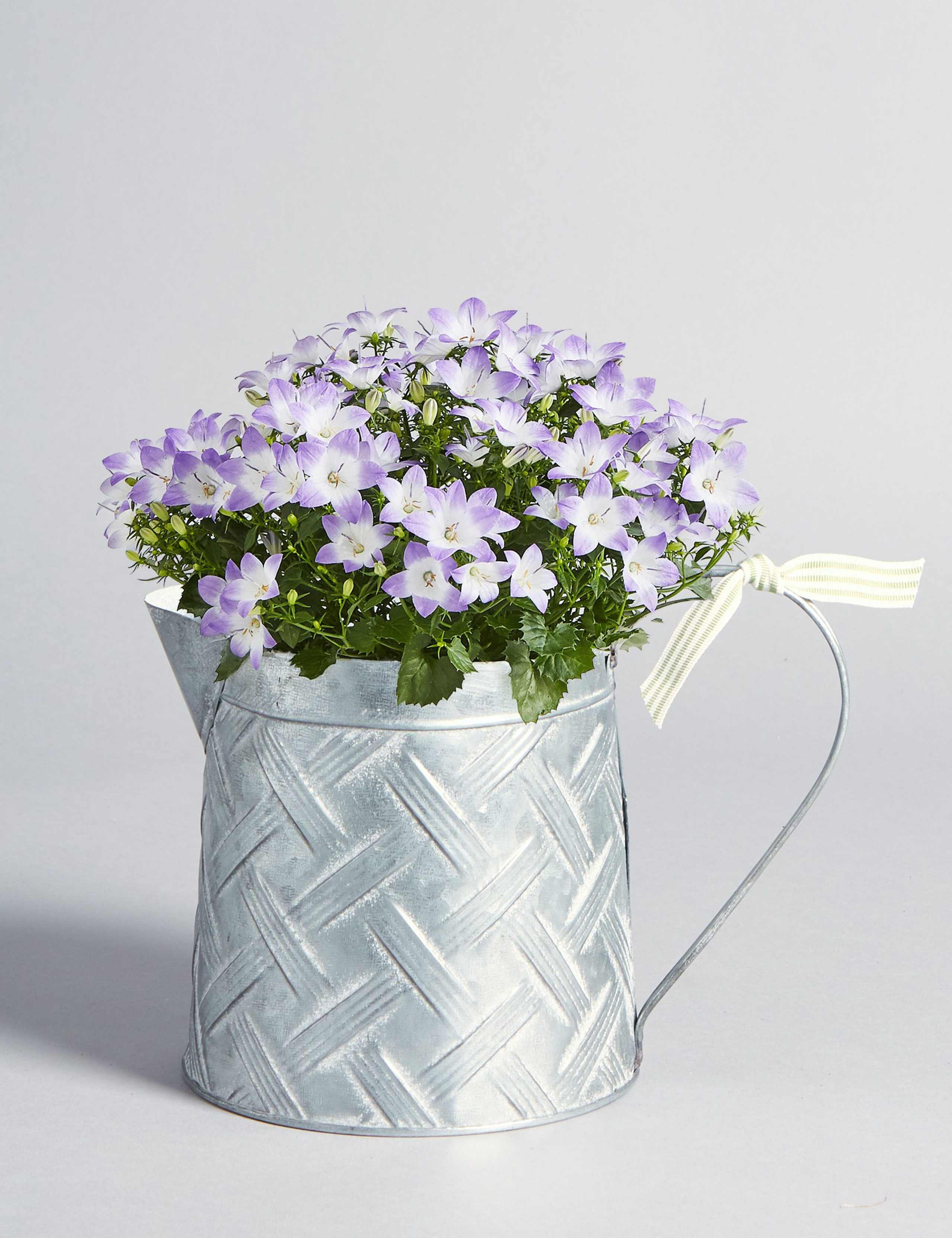 Campanula Jug House Plant 1 of 7