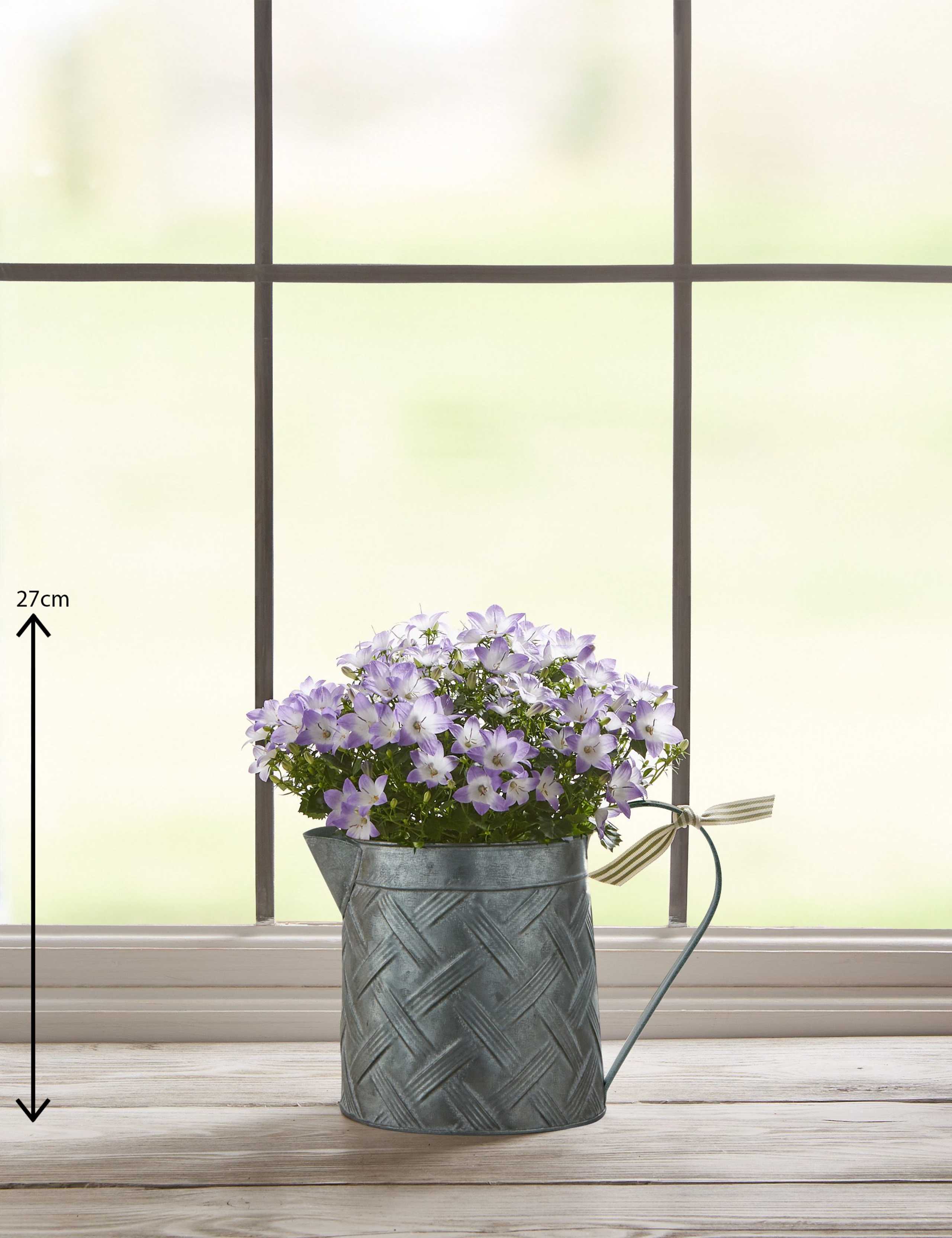 Campanula Jug House Plant 3 of 7