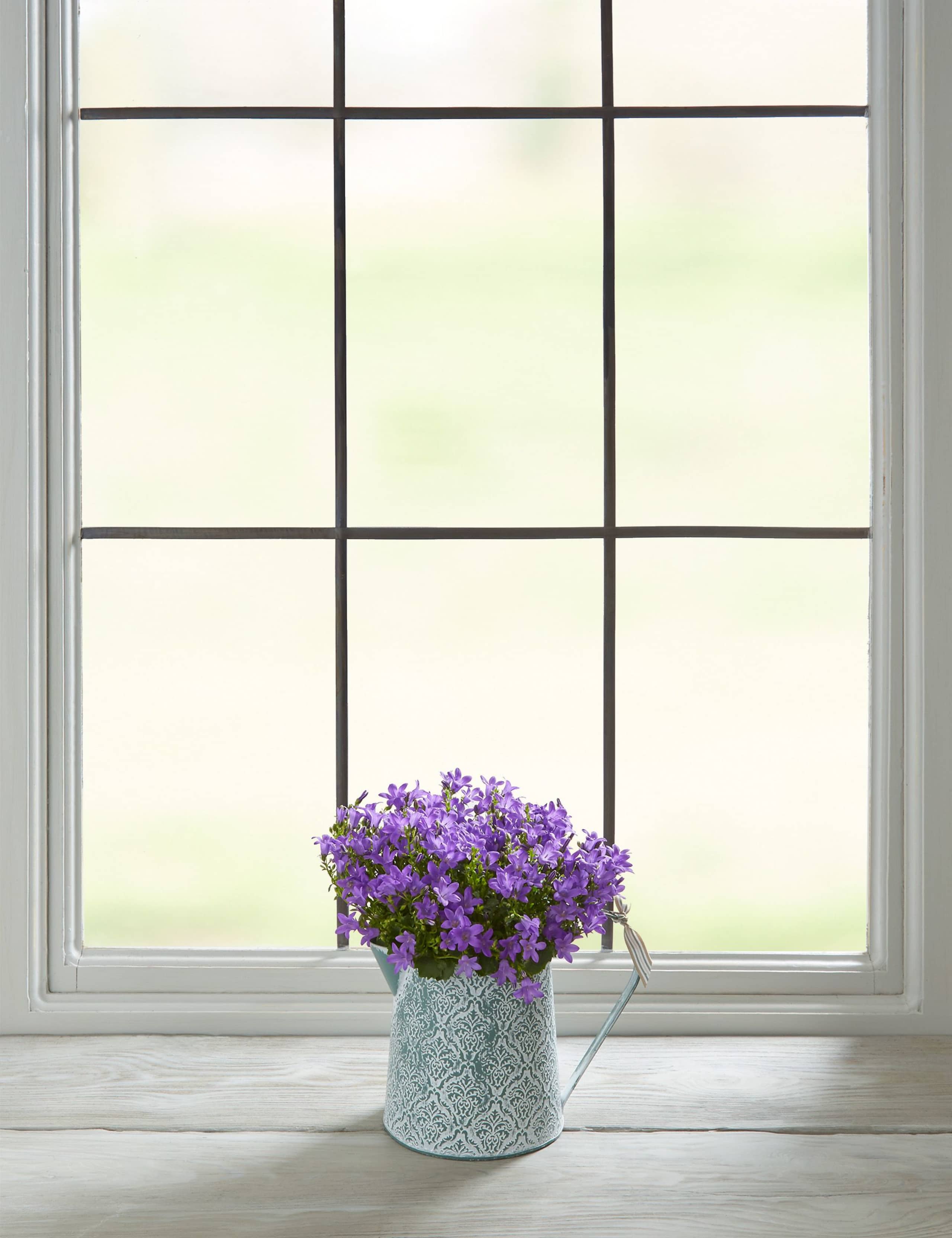 Campanula Jug House Plant 4 of 7